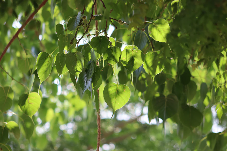 Close-up view of a branch with multiple green leaves in various growth stages