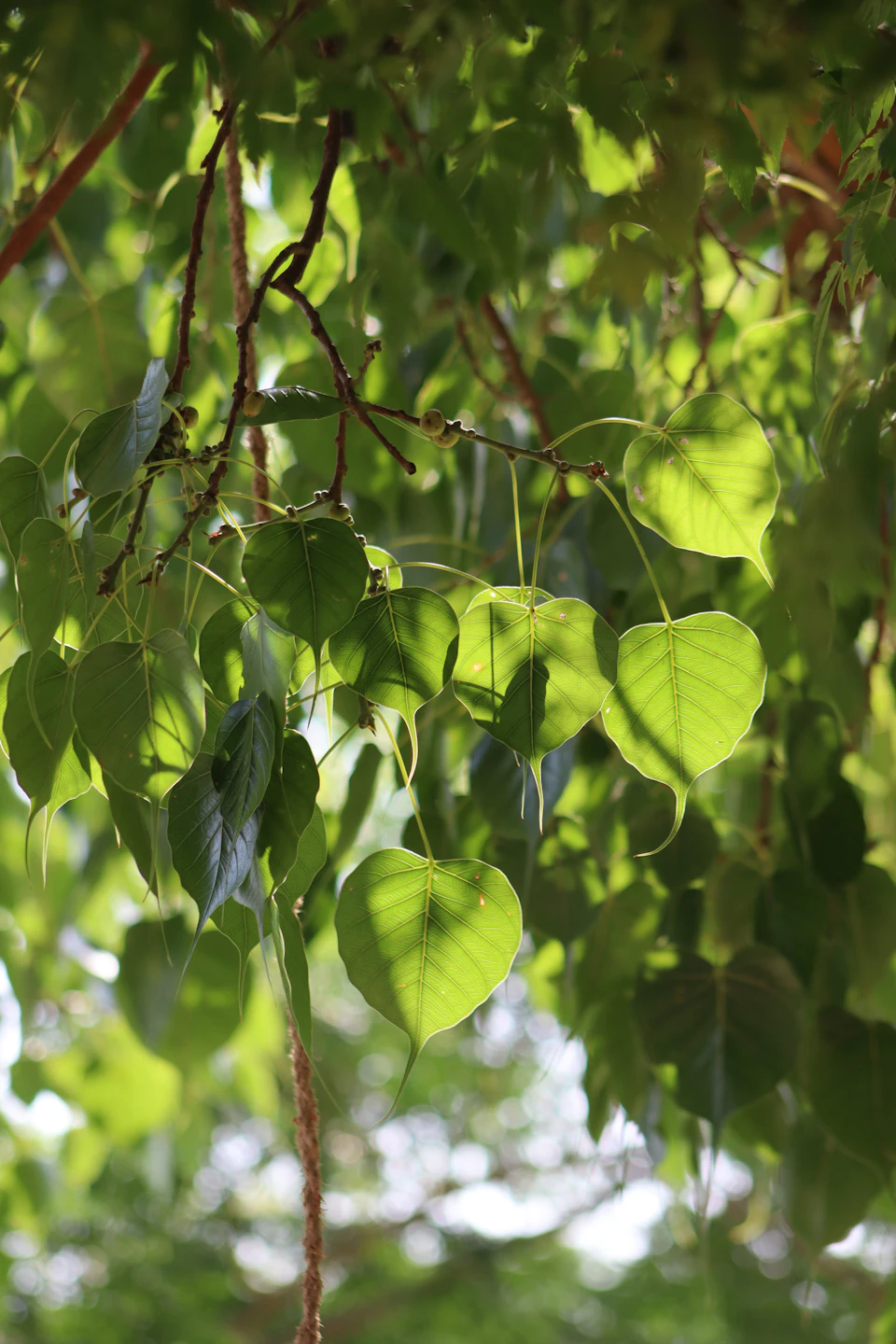Close-up view of a branch with multiple green leaves in various growth stages