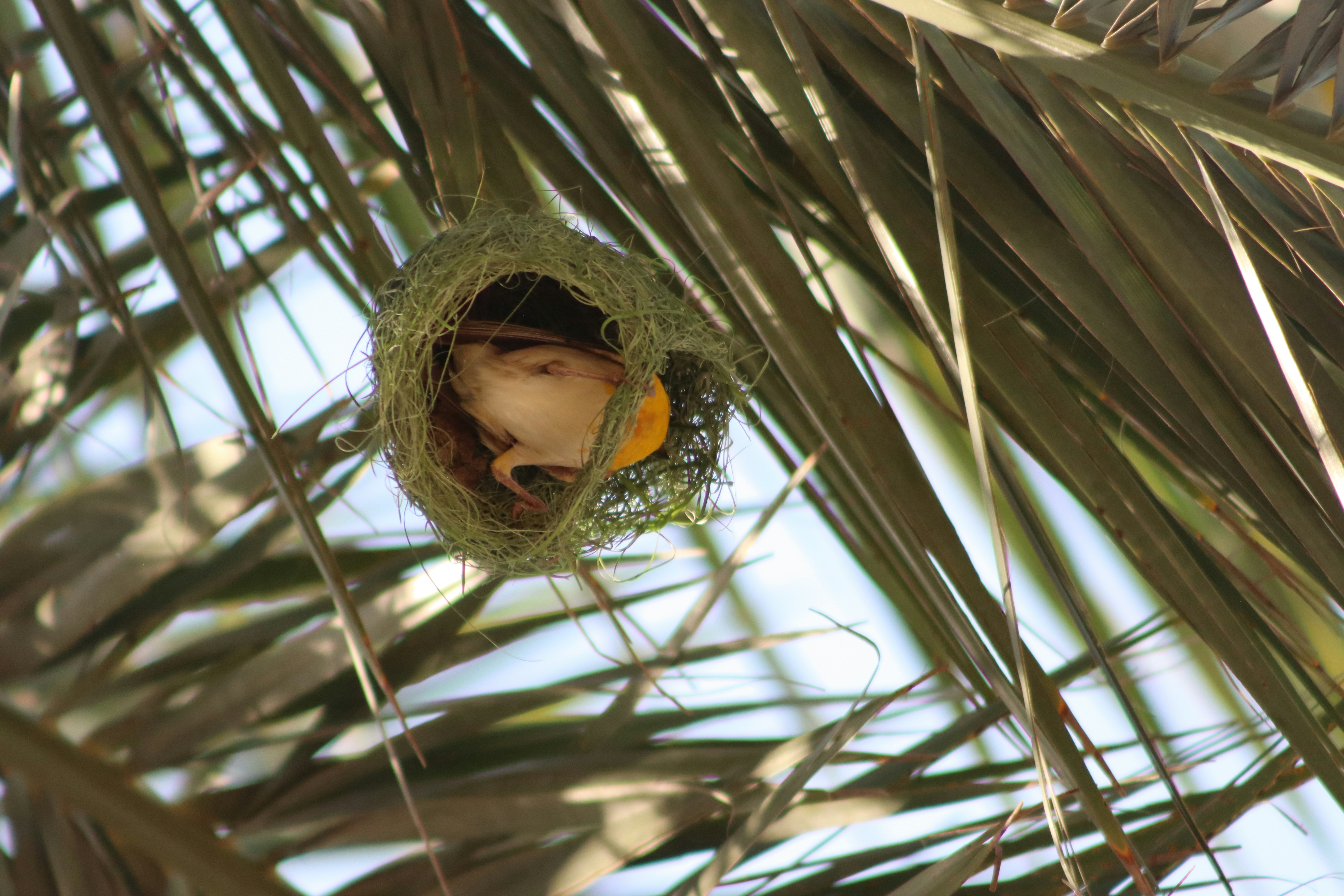 A bird in a nest in a palm tree