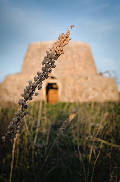 A tall plant in front of a stone building