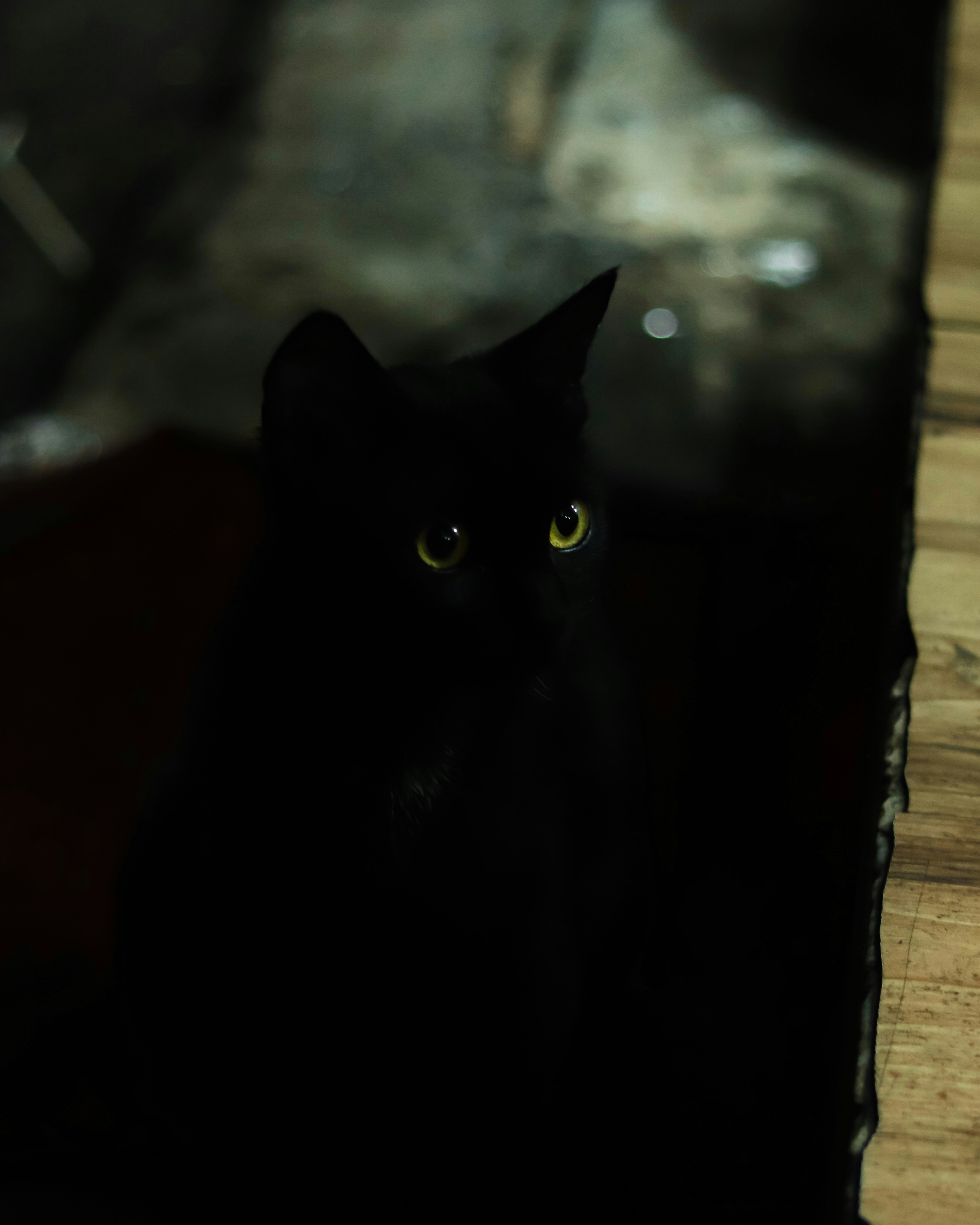 A black cat sitting on top of a wooden floor photo – Free Animal Image ...