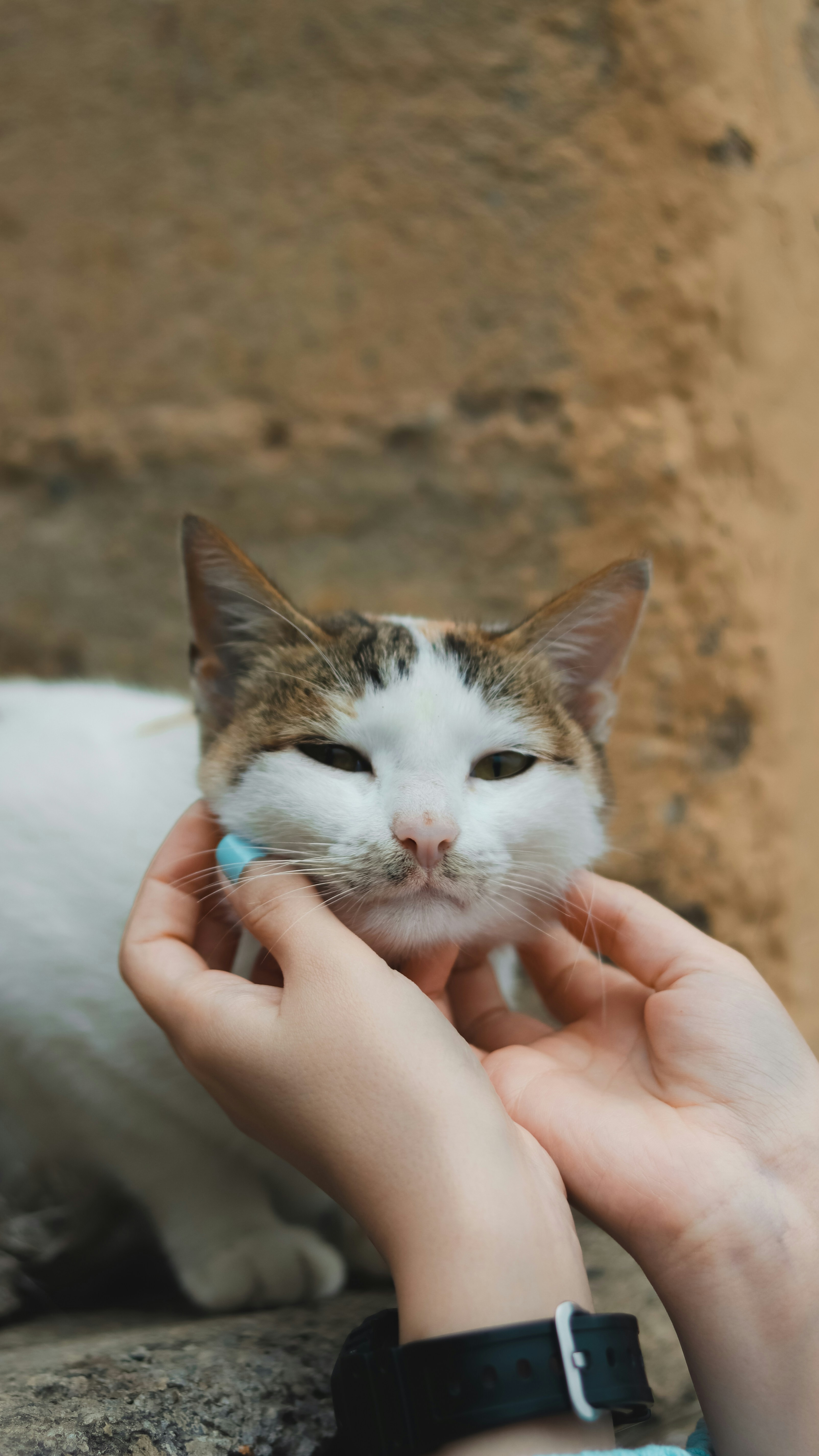 Additional Allergen-Sensitive Picks (image credits: unsplash)