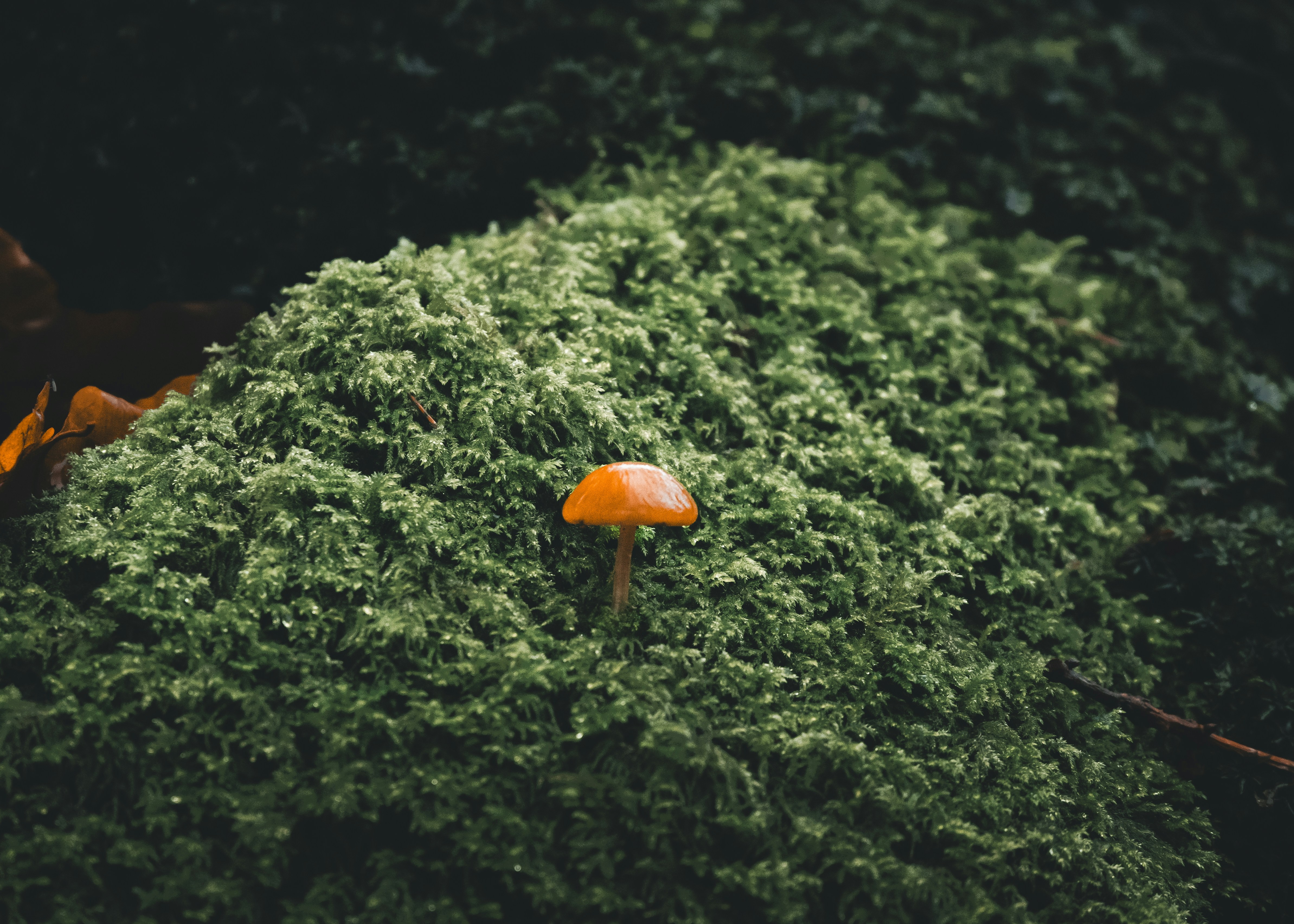 Photo by dario_wanders