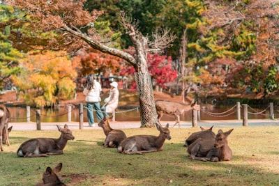 Day trips from Osaka — Kyoto, Nara, Kobe — Osaka