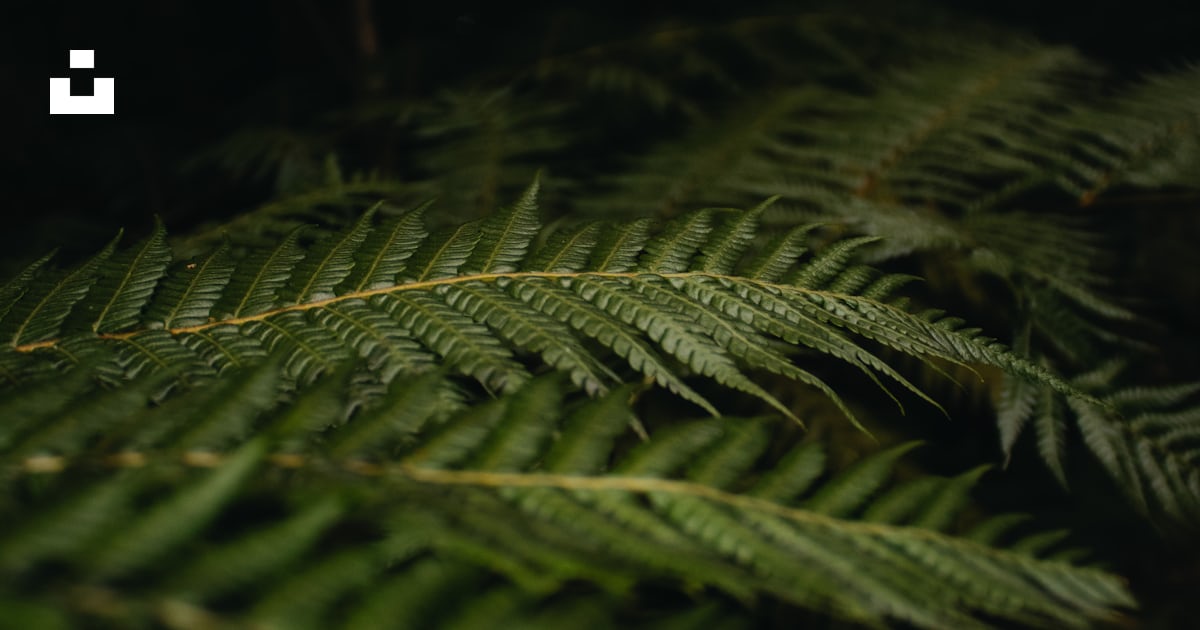 A close up of a green plant with trees in the background photo – Free ...