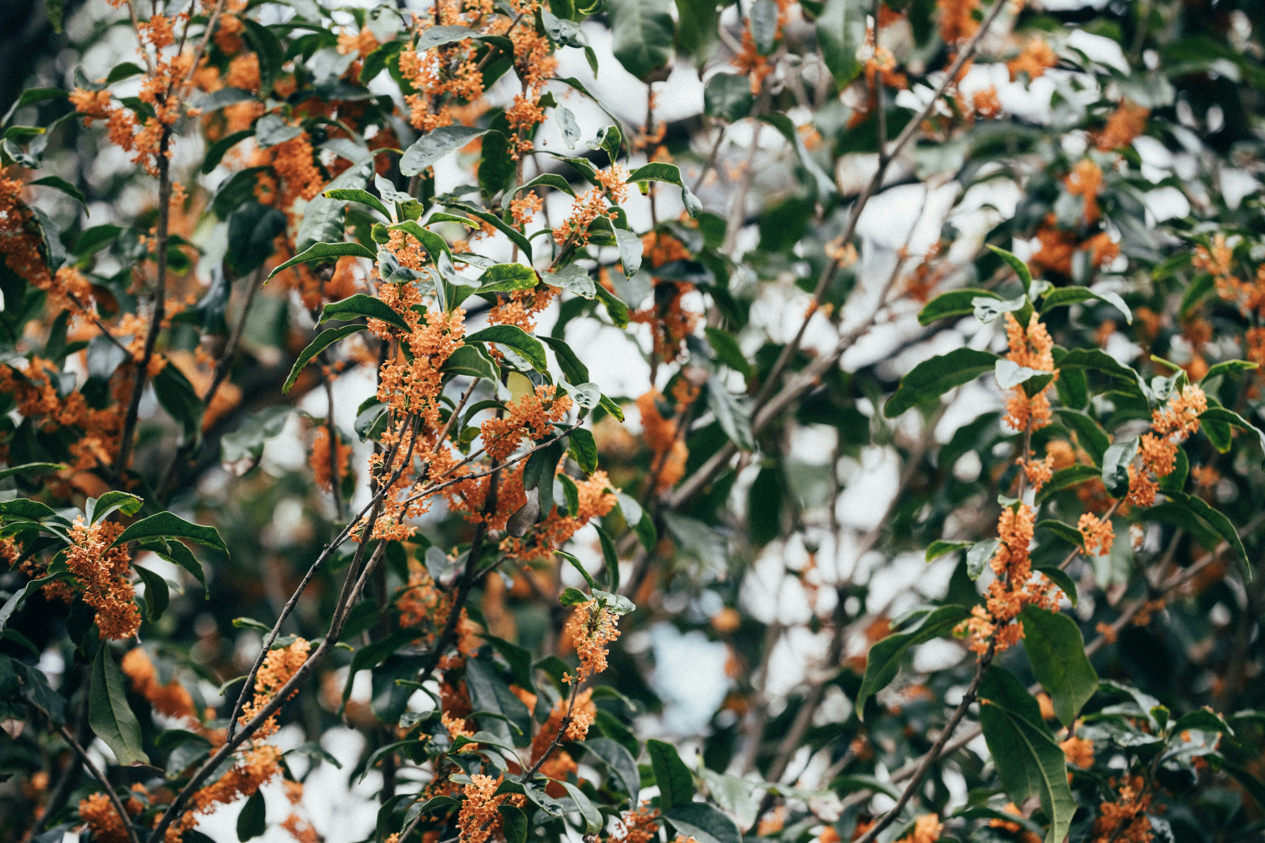 Photo by tsuyoshikozu