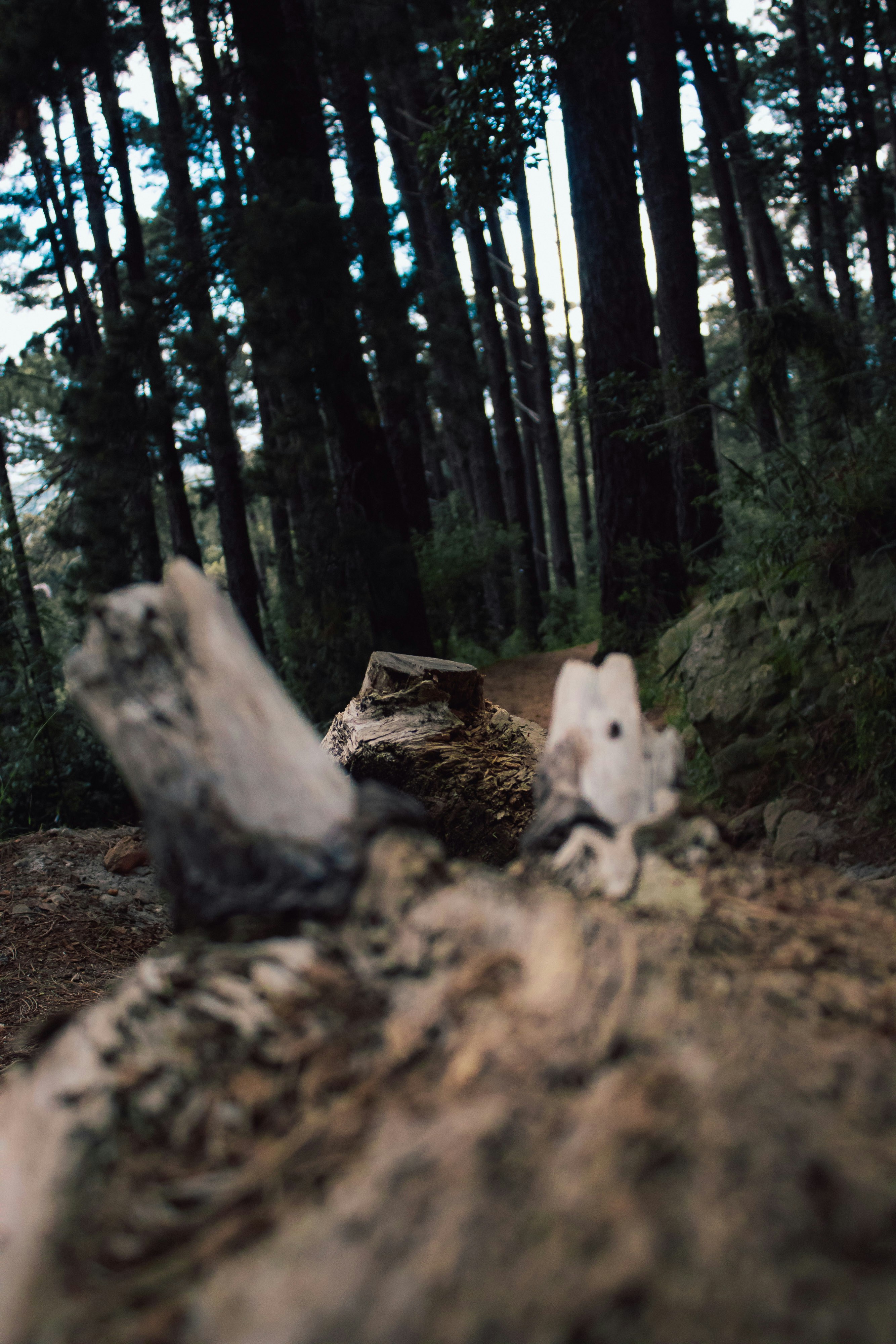 A fallen tree in the middle of a forest