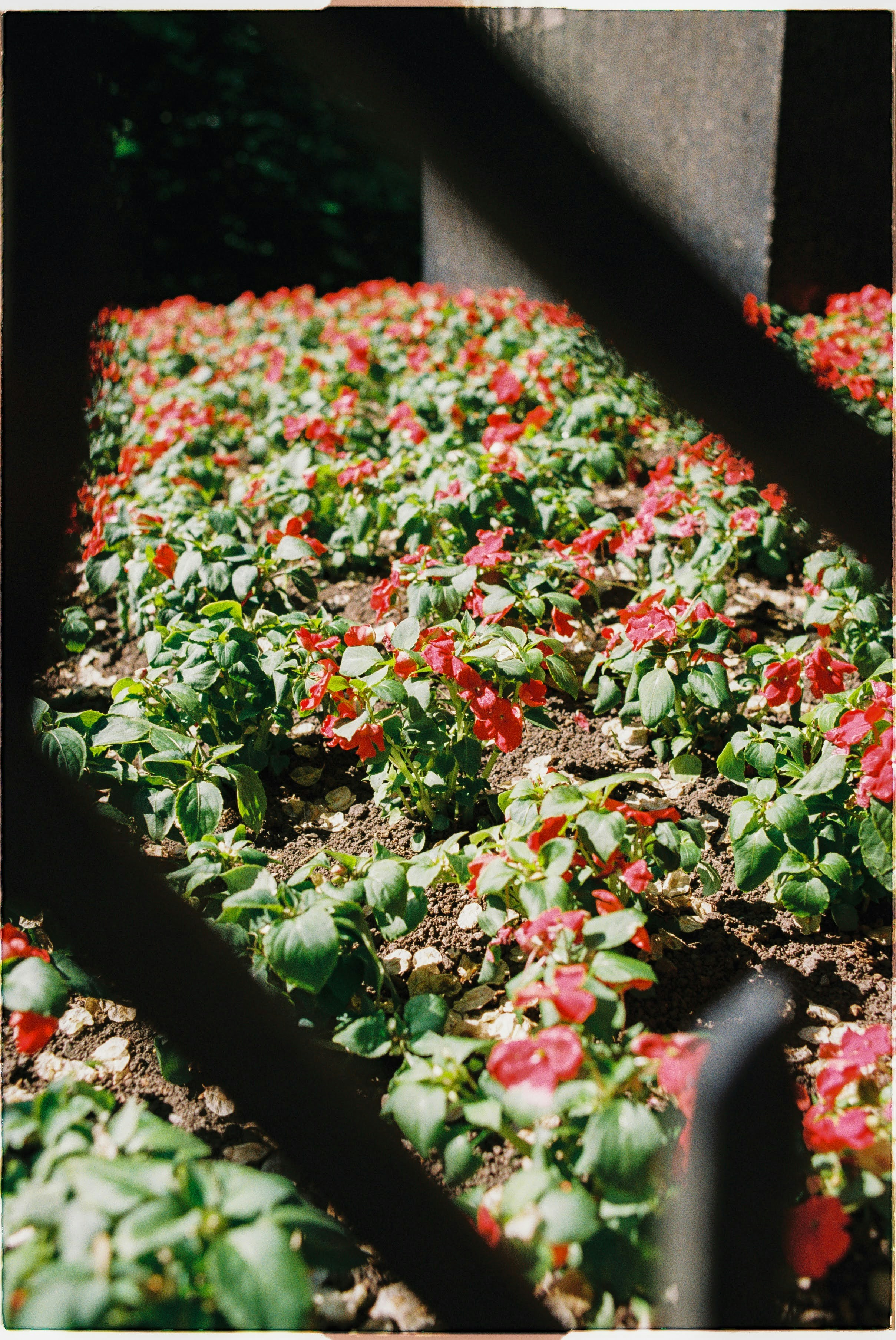 A bunch of flowers that are in a garden