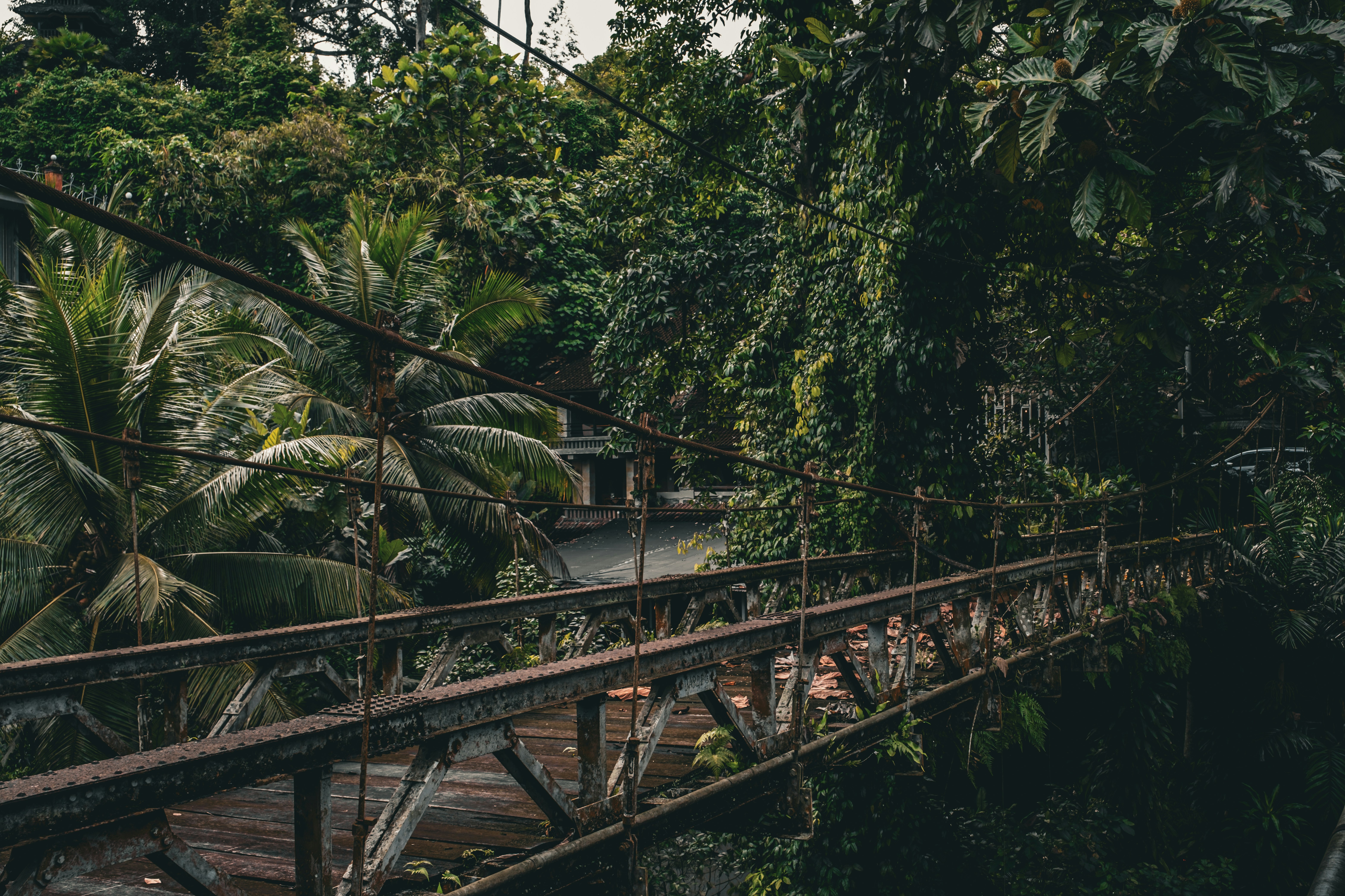 A bridge in the middle of a jungle with lots of trees