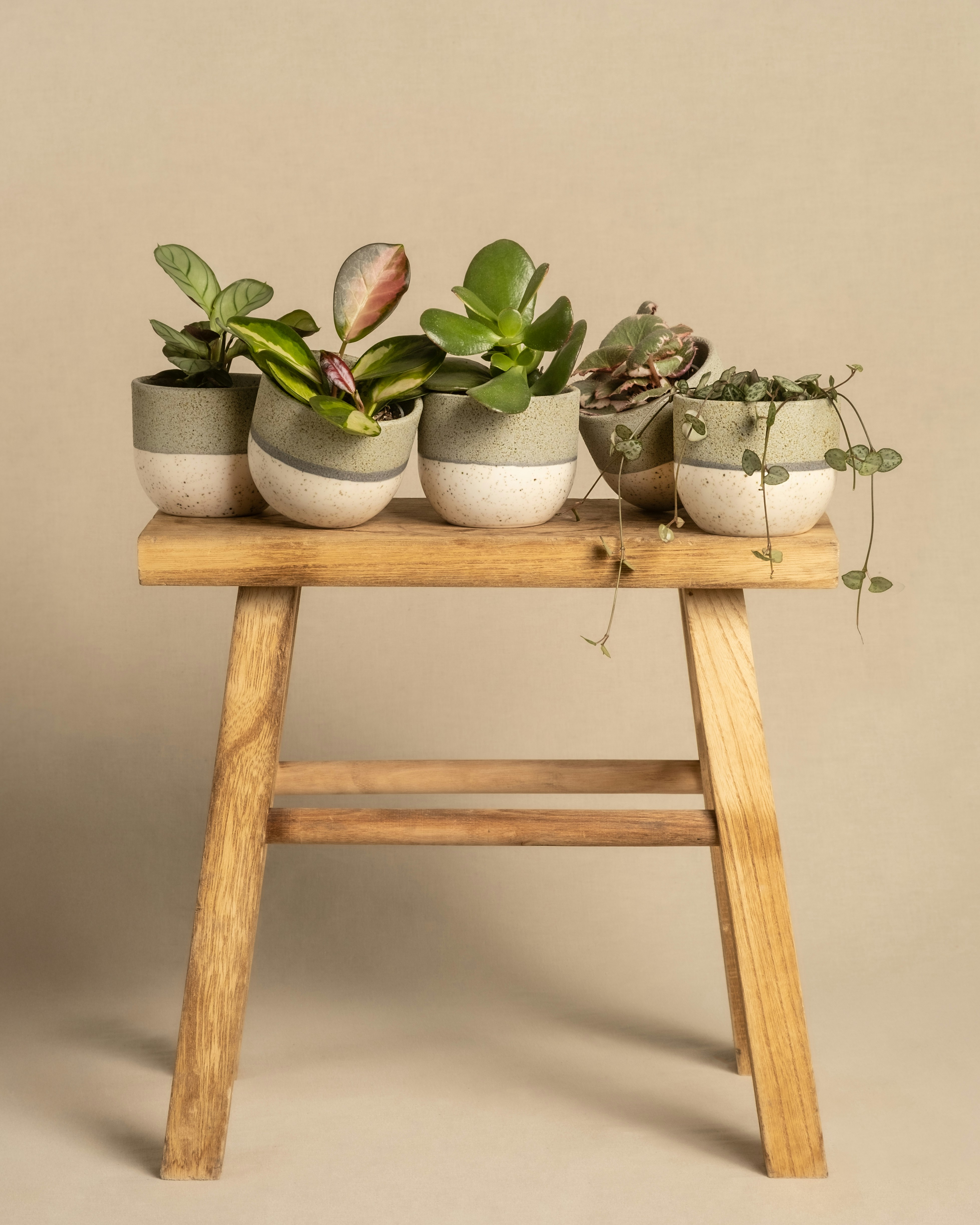 Photo by feeypflanzen