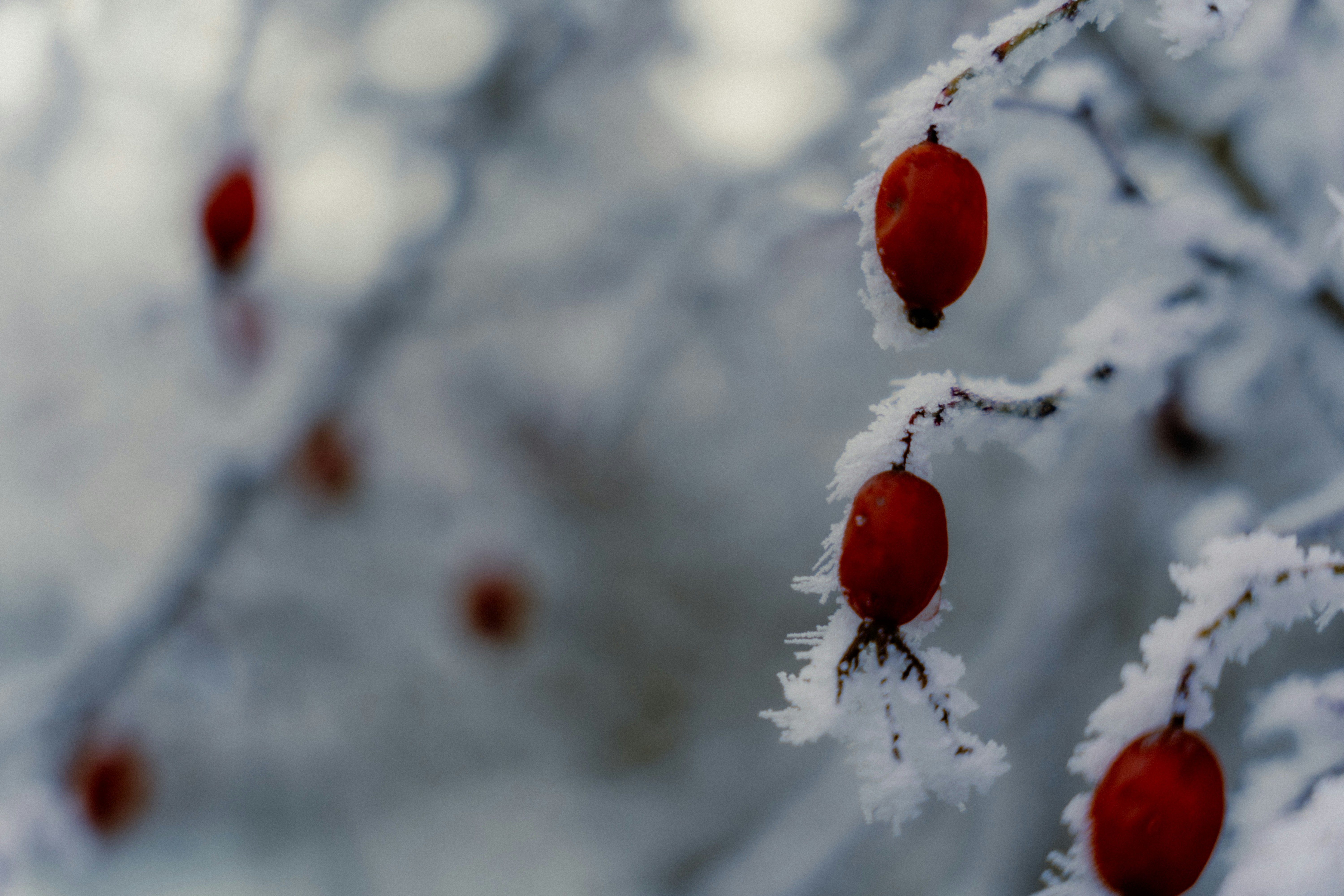 A bunch of red berries hanging from a tree