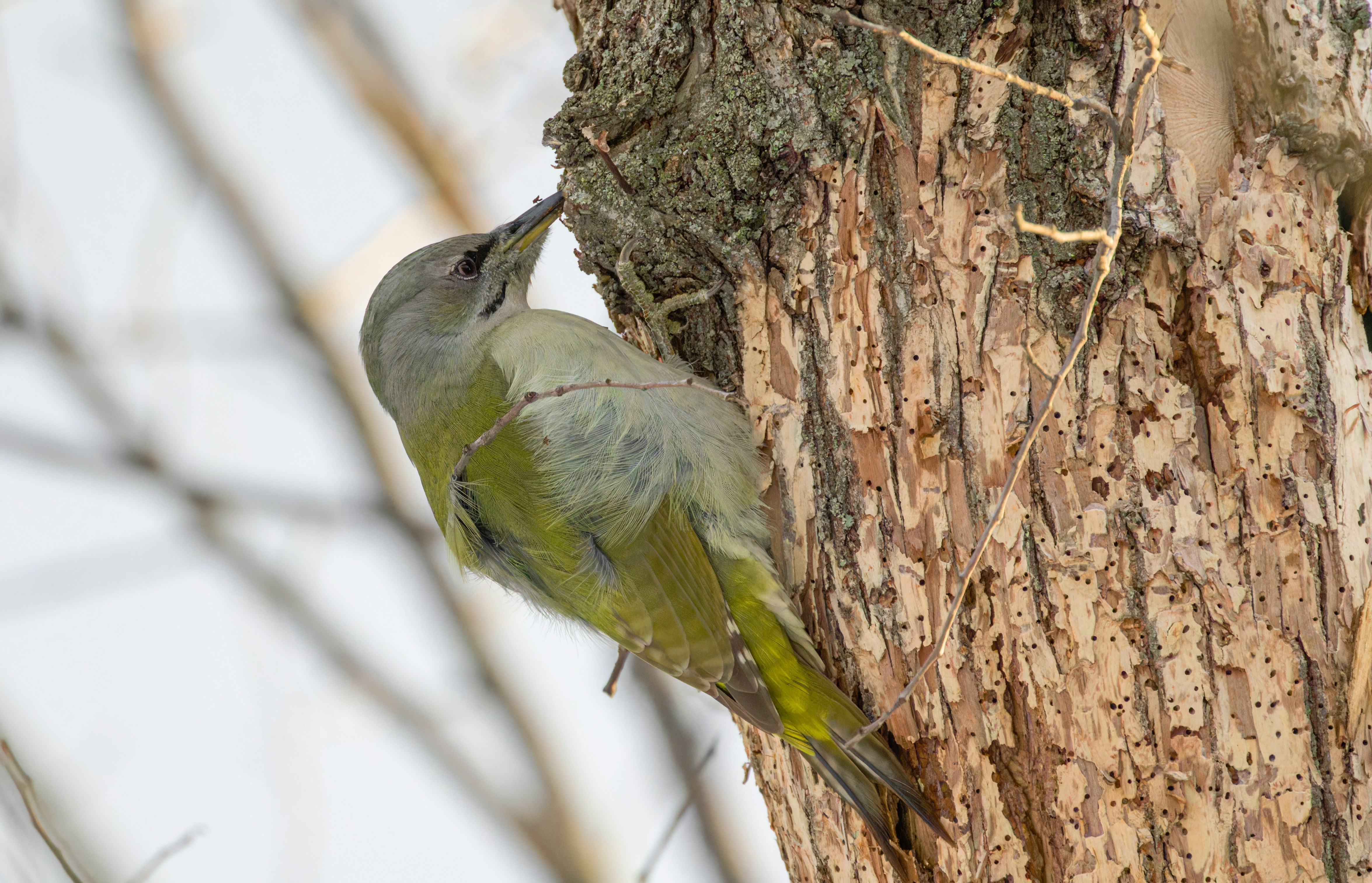 A green bird perched on the side of a tree