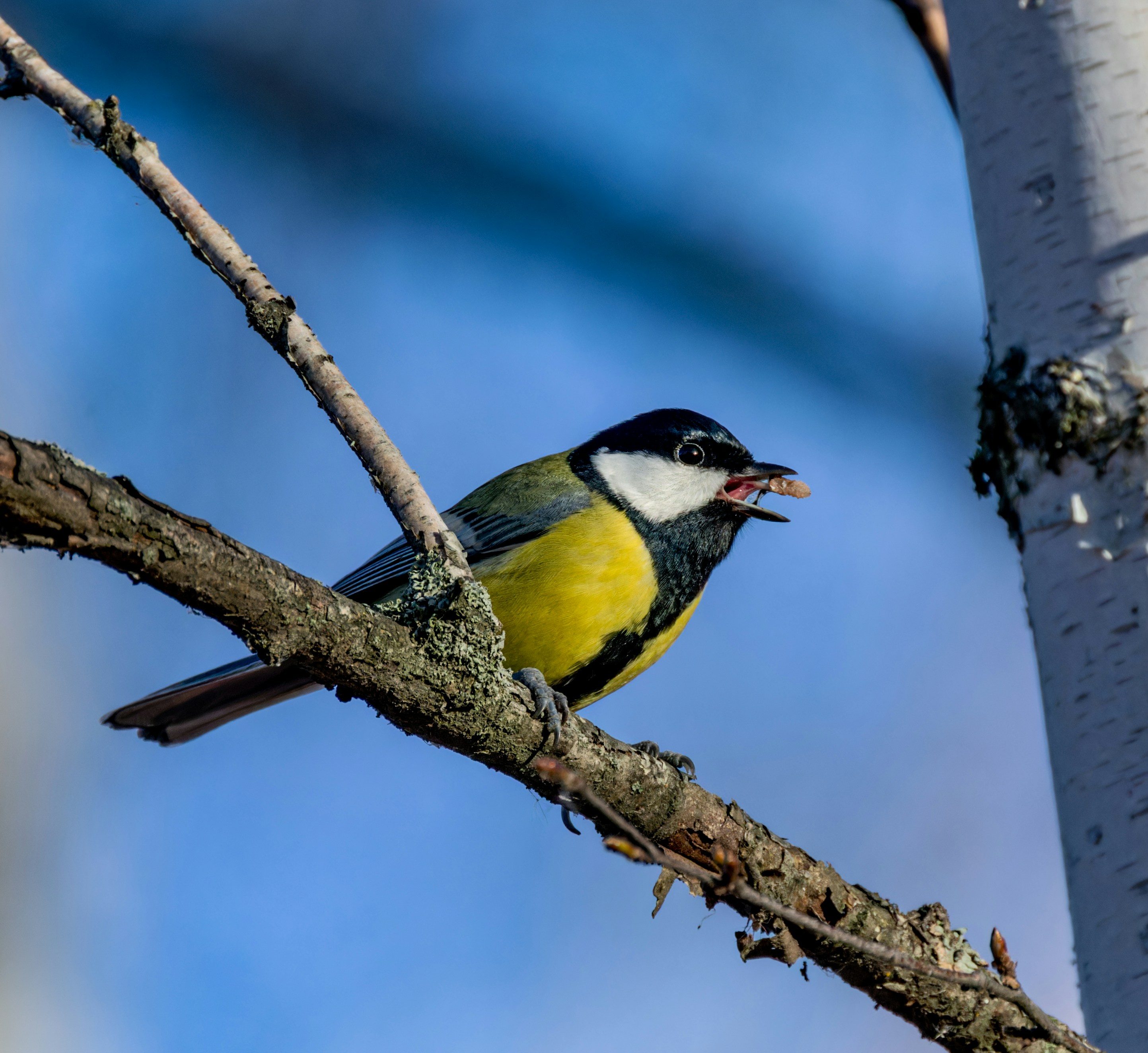 A bird sitting on a tree branch with its mouth open