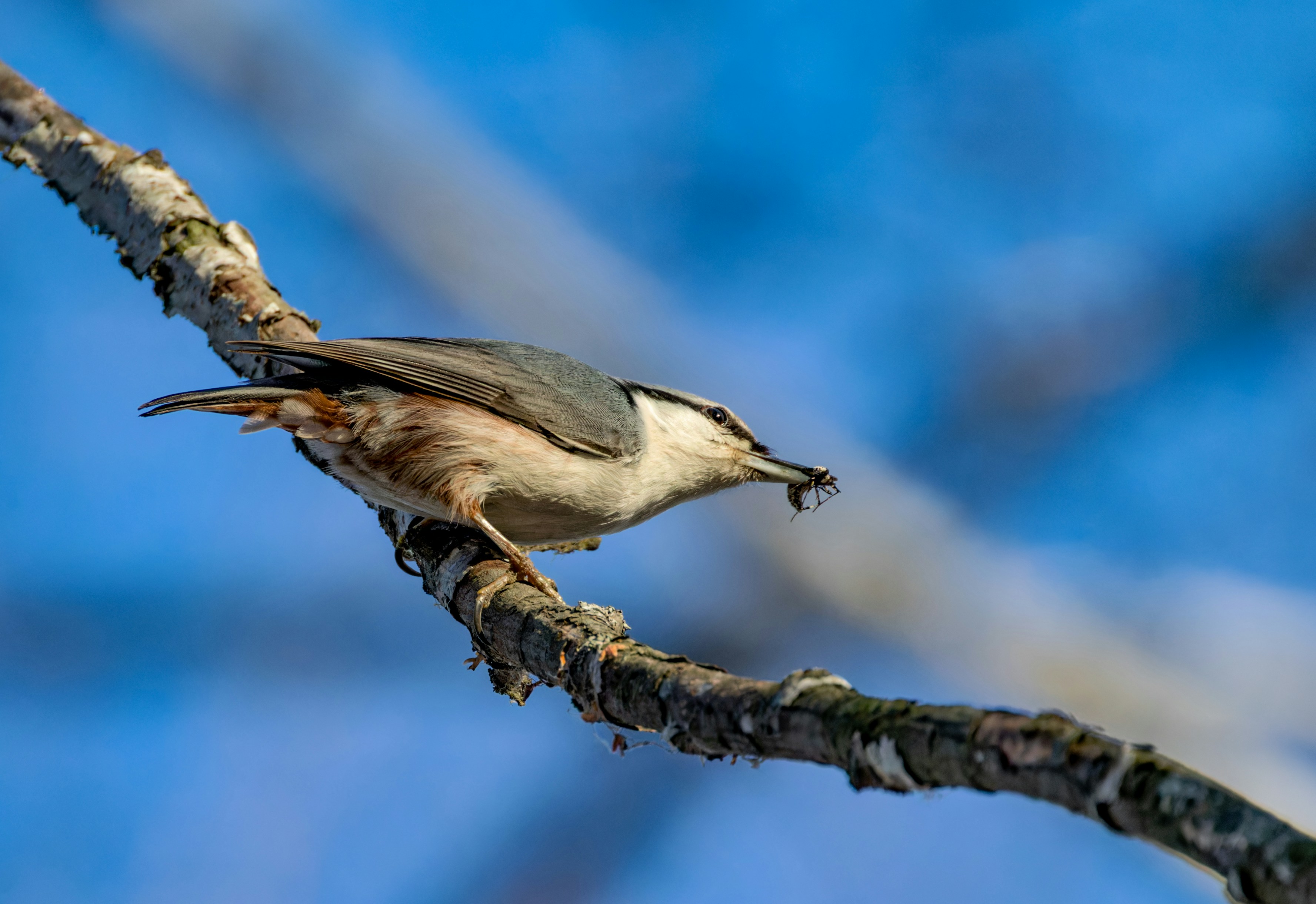 A small bird perched on a tree branch