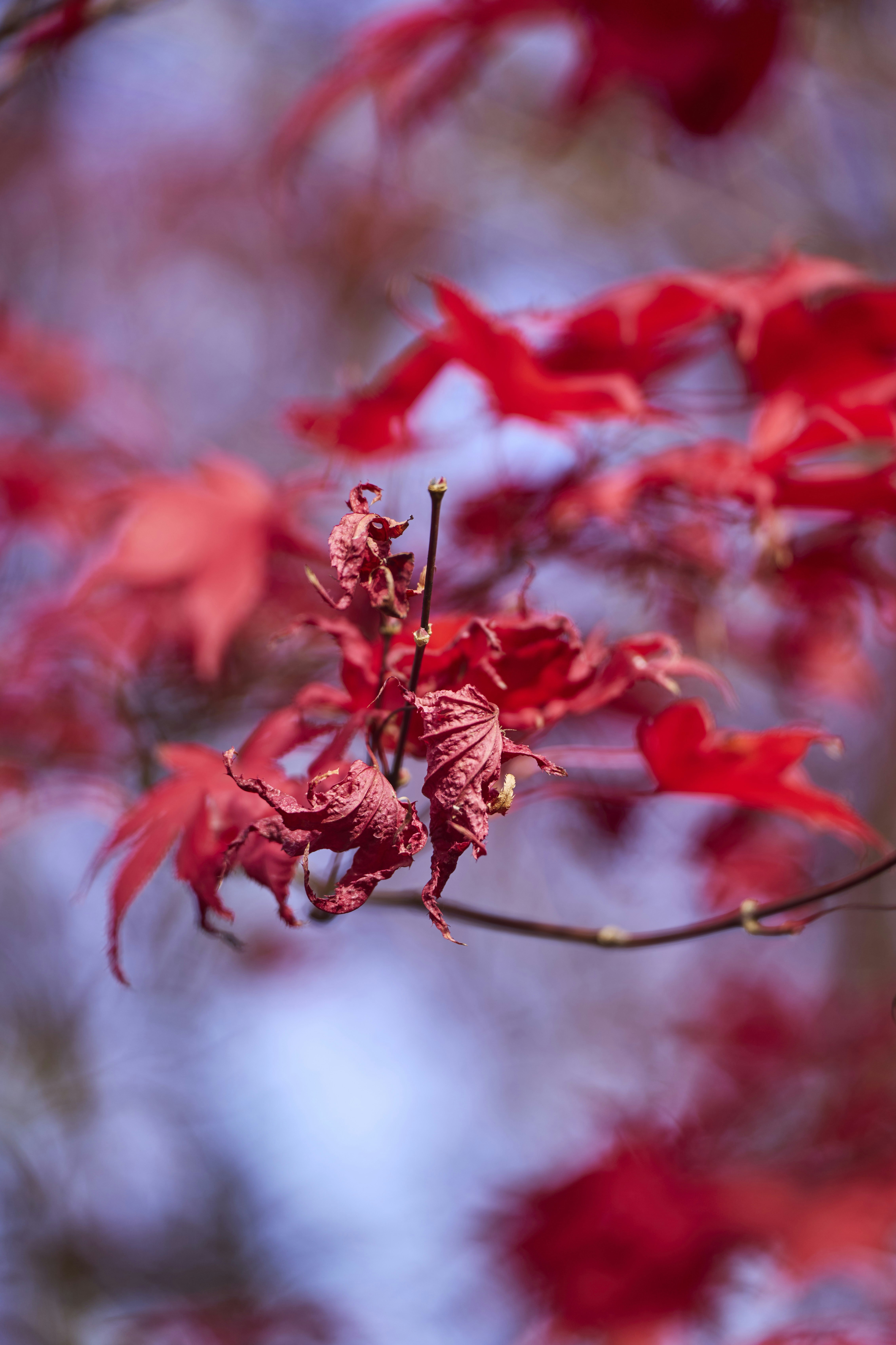 Photo by wolfgang_hasselmann