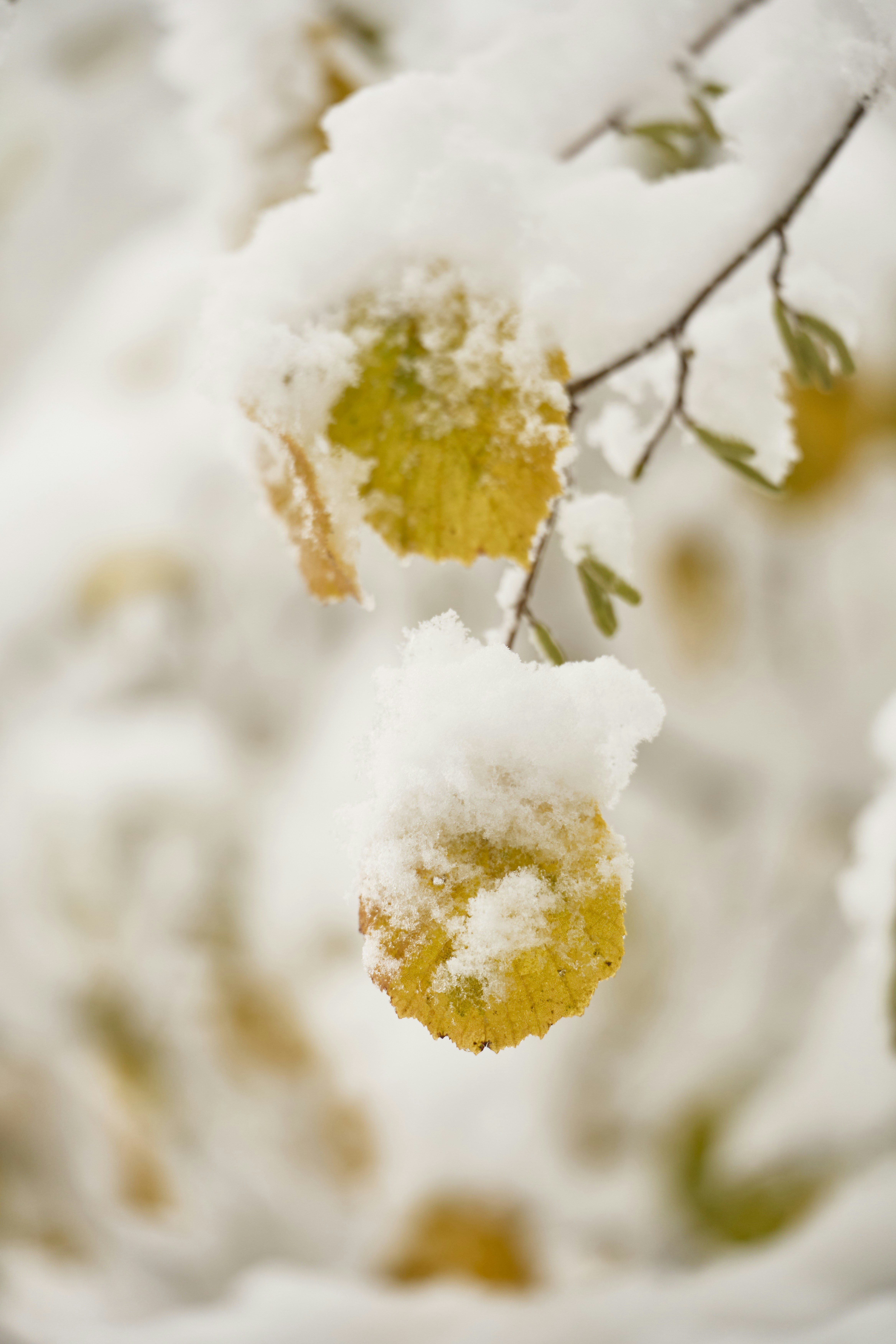 Photo by wolfgang_hasselmann