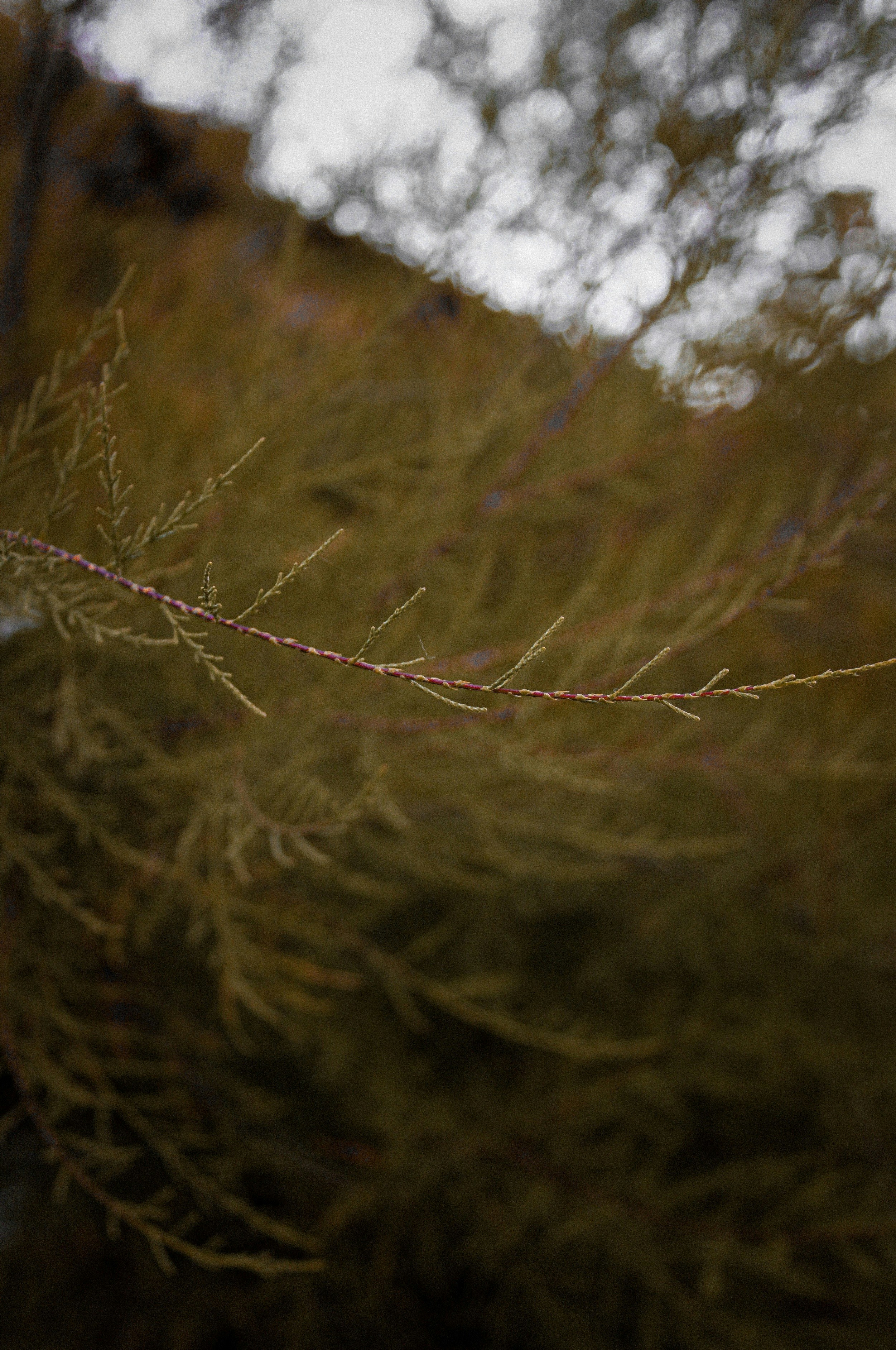 Nahaufnahme eines Astes mit verschwommenem Hintergrund