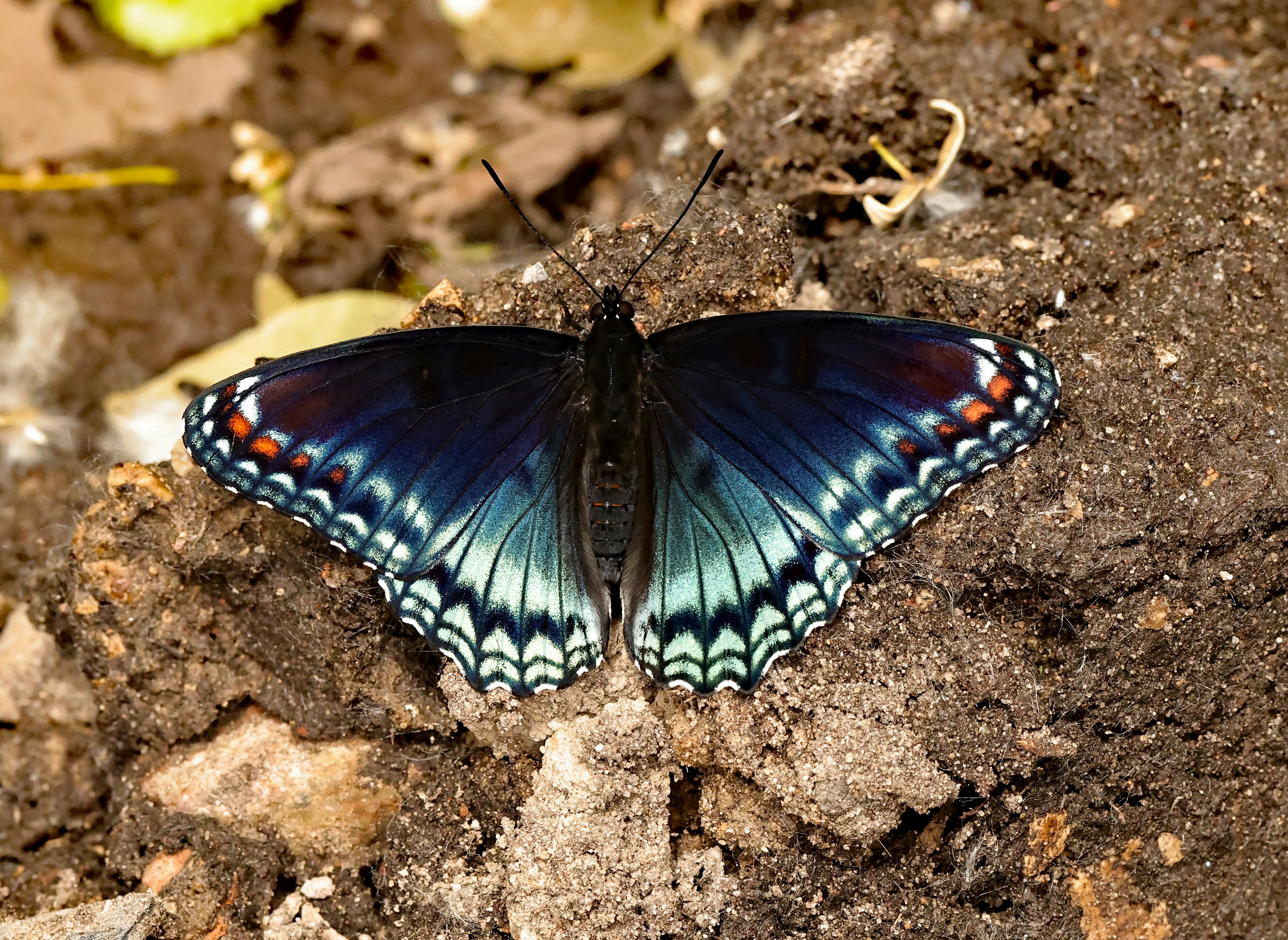 Photo by telliottmbamsc