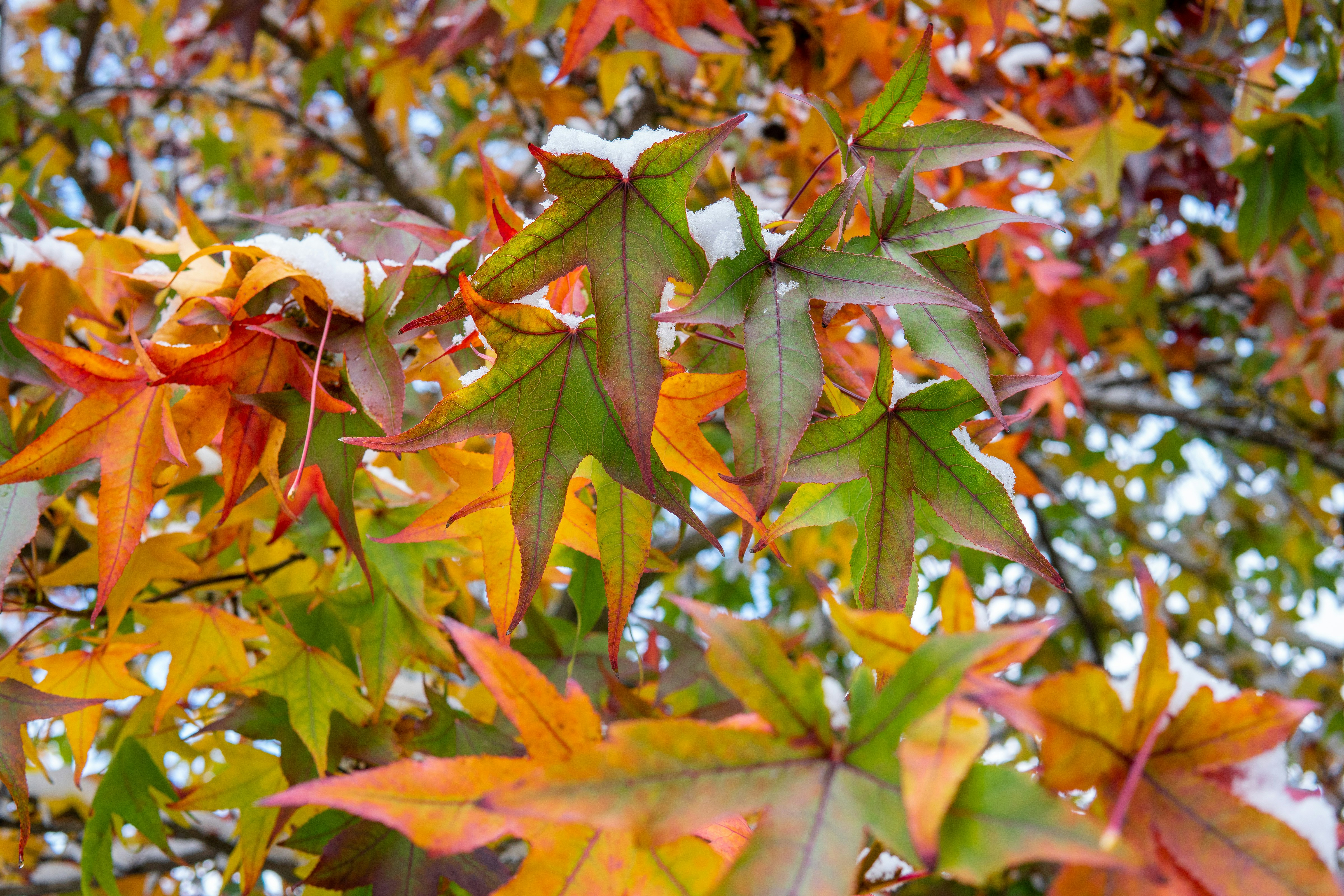 Photo by kabirahmedwork