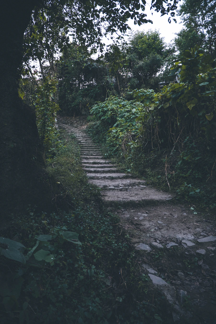 Forest path through the green hills of Manipur