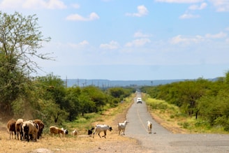 A herd of cattle standing on the side of a road