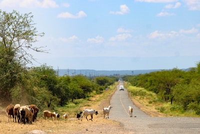 A herd of cattle standing on the side of a road