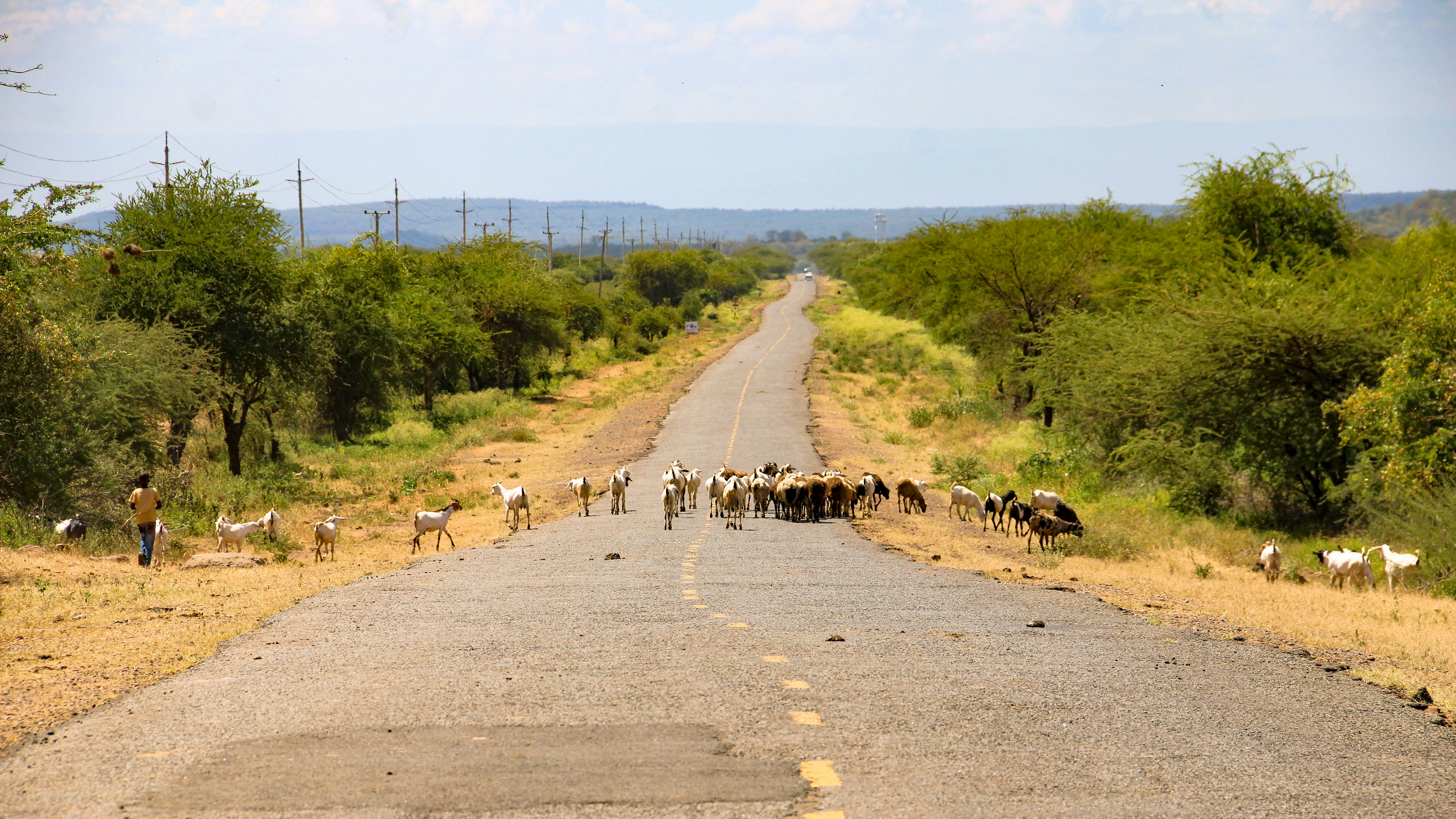 When Cities Swallow Migration Highways (image credits: unsplash)