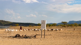 A herd of sheep walking across a dry grass field