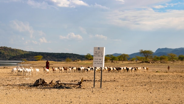 A herd of sheep walking across a dry grass field