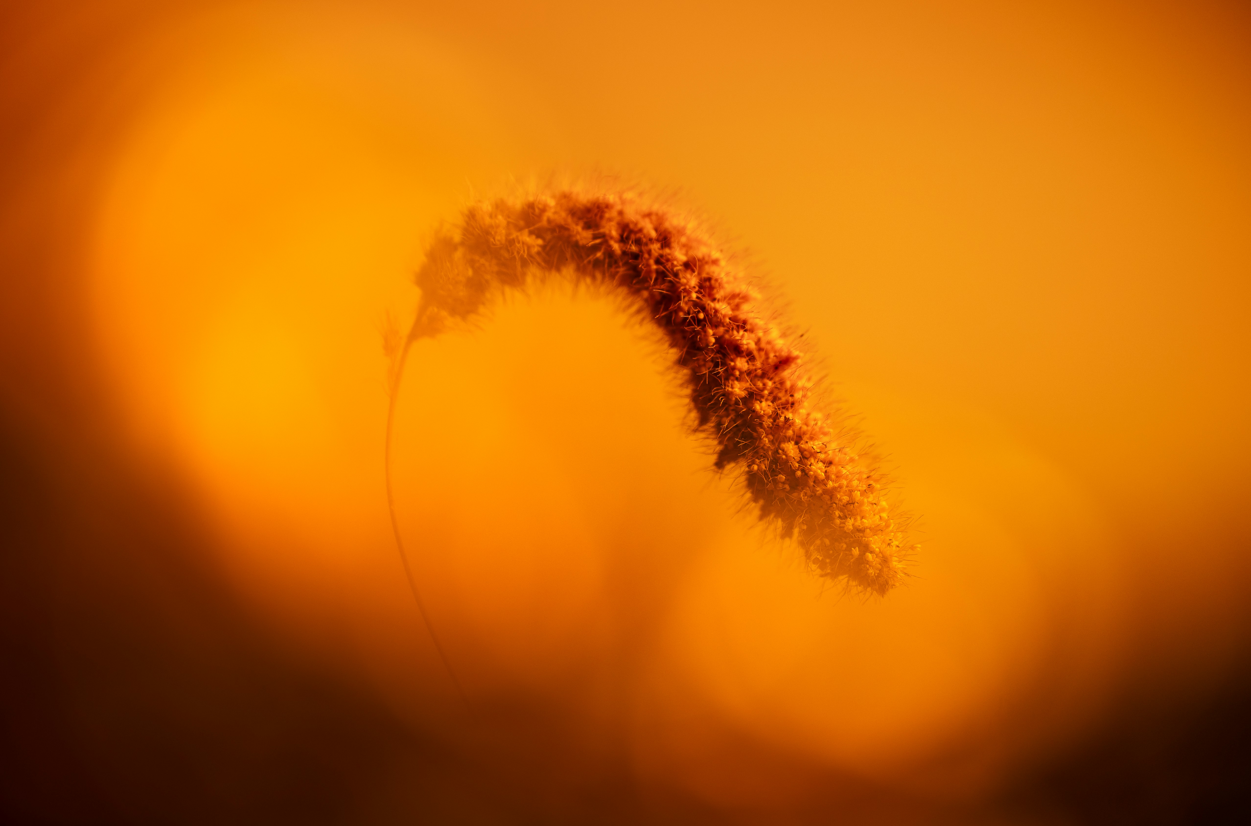A close up of a plant with a blurry background