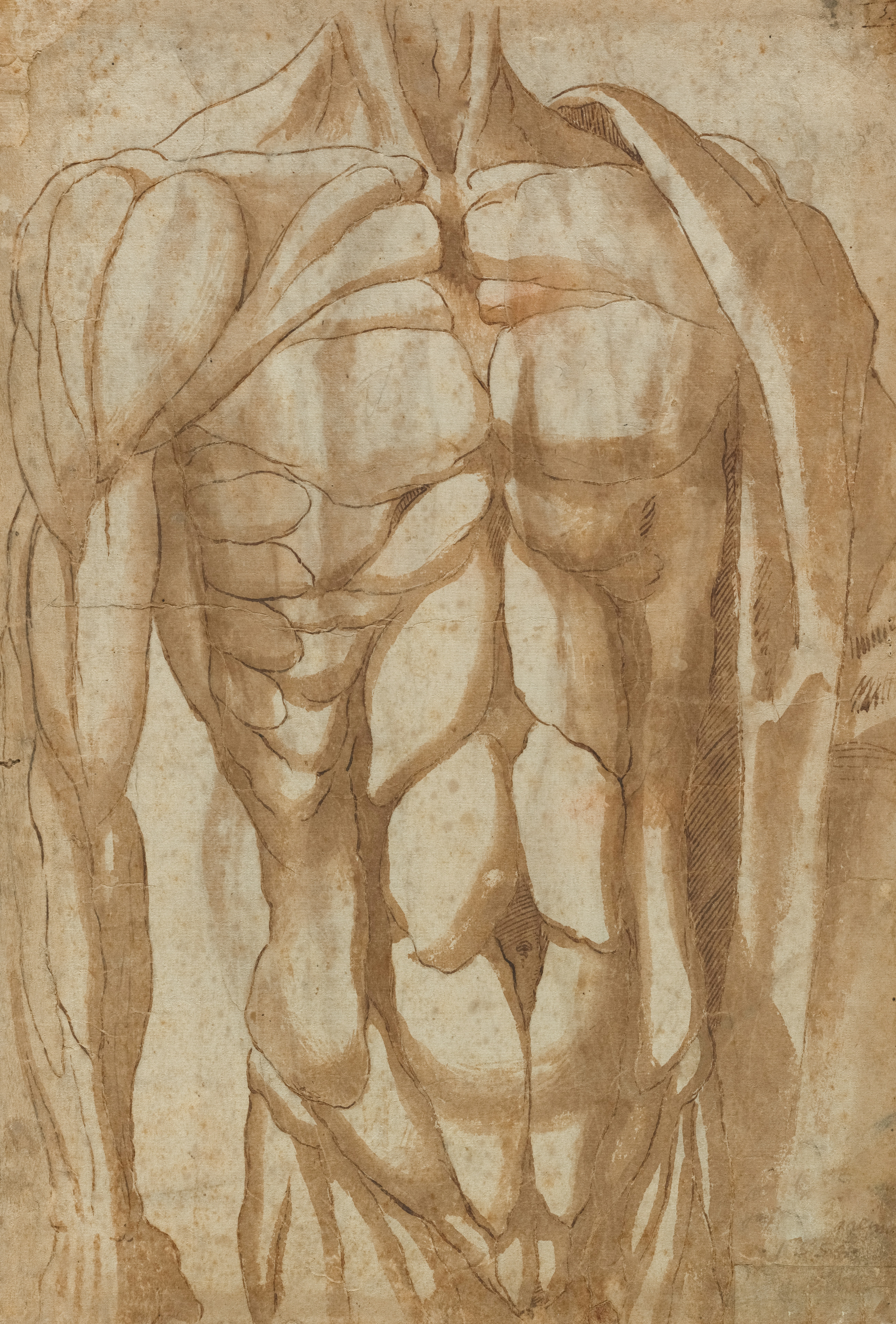 An anatomical drawing of a muscular male torso and arms.