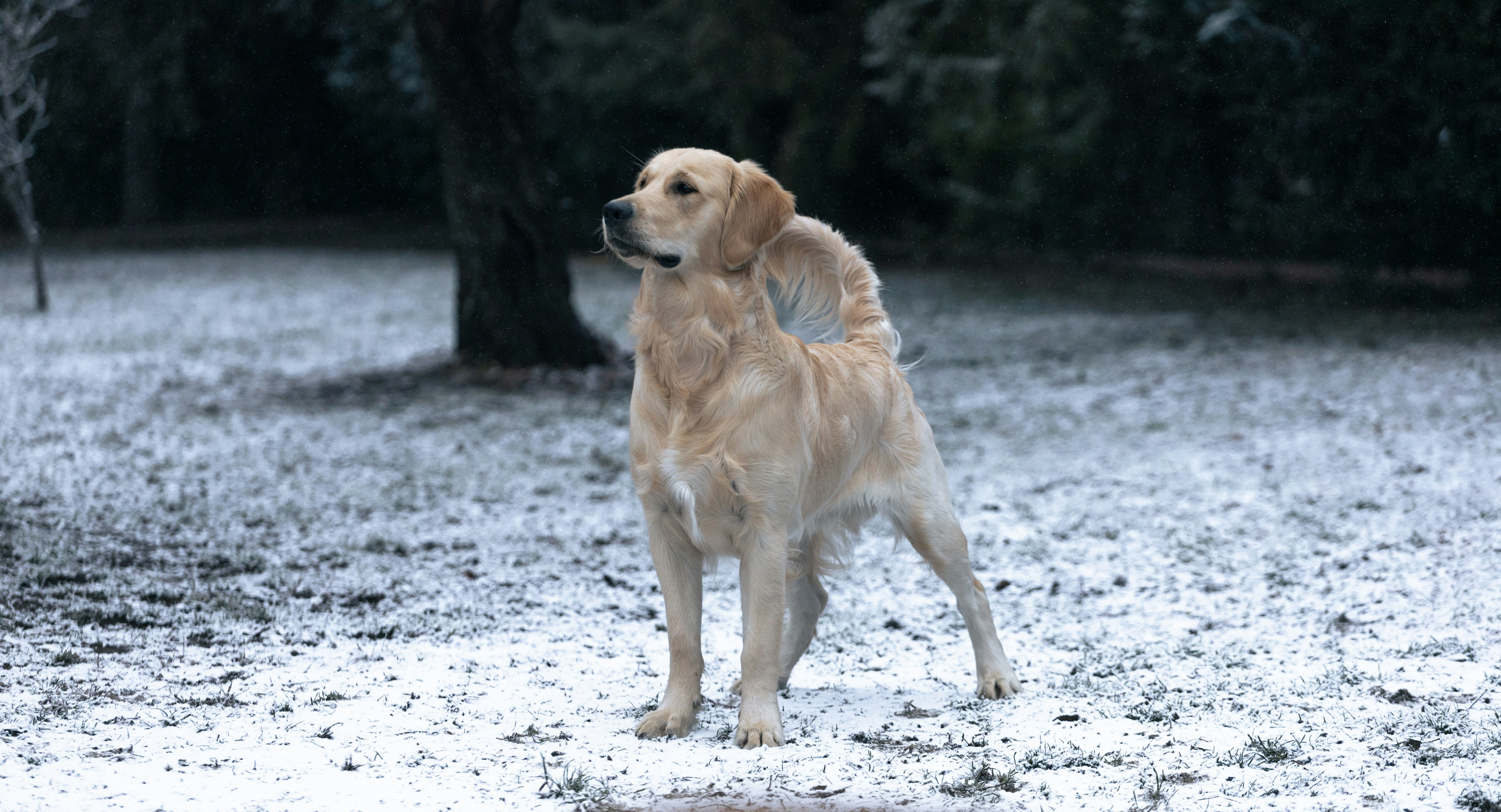 Un cane in piedi nel mezzo di un campo innevato