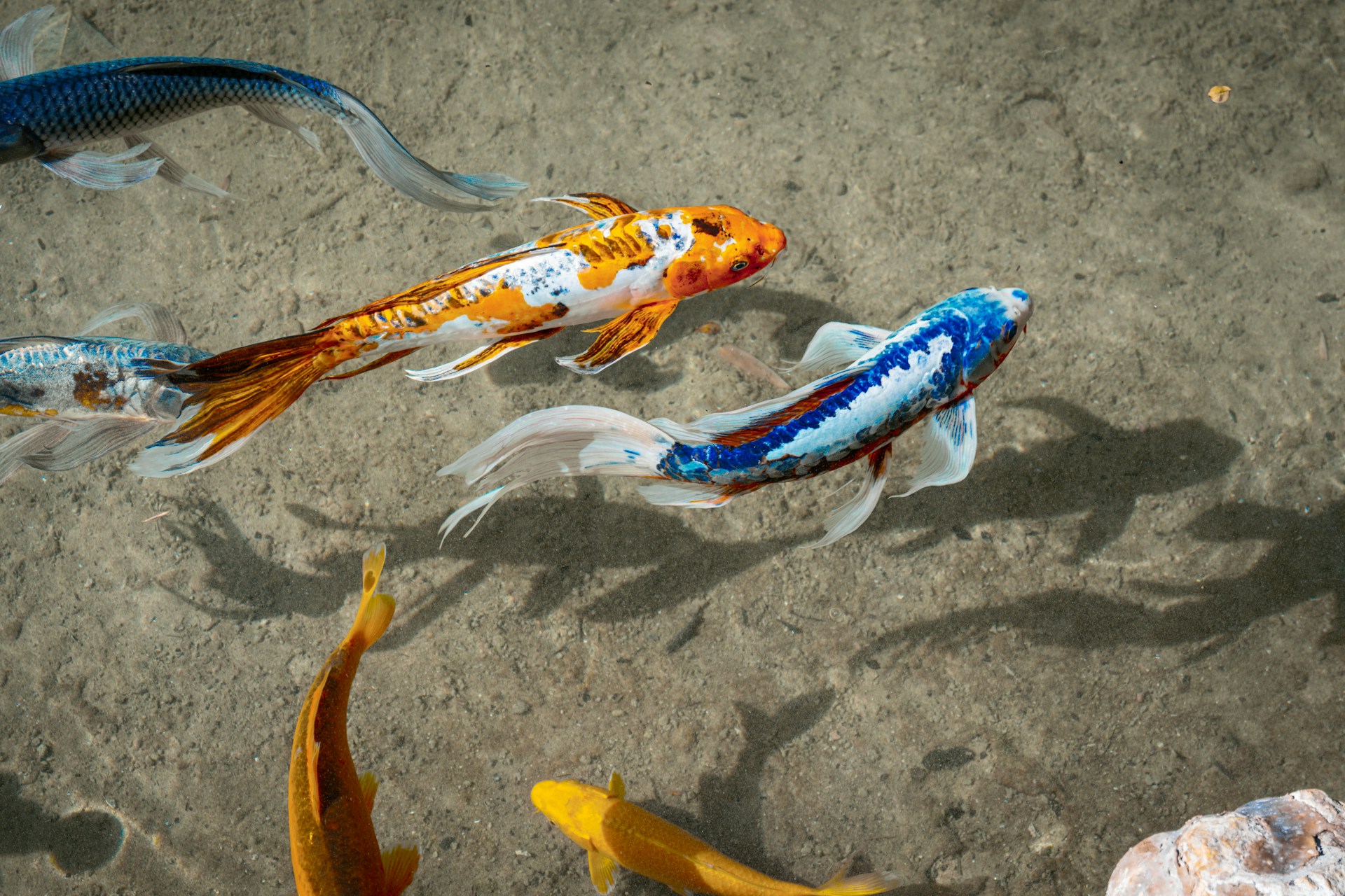A group of fish swimming in a pond