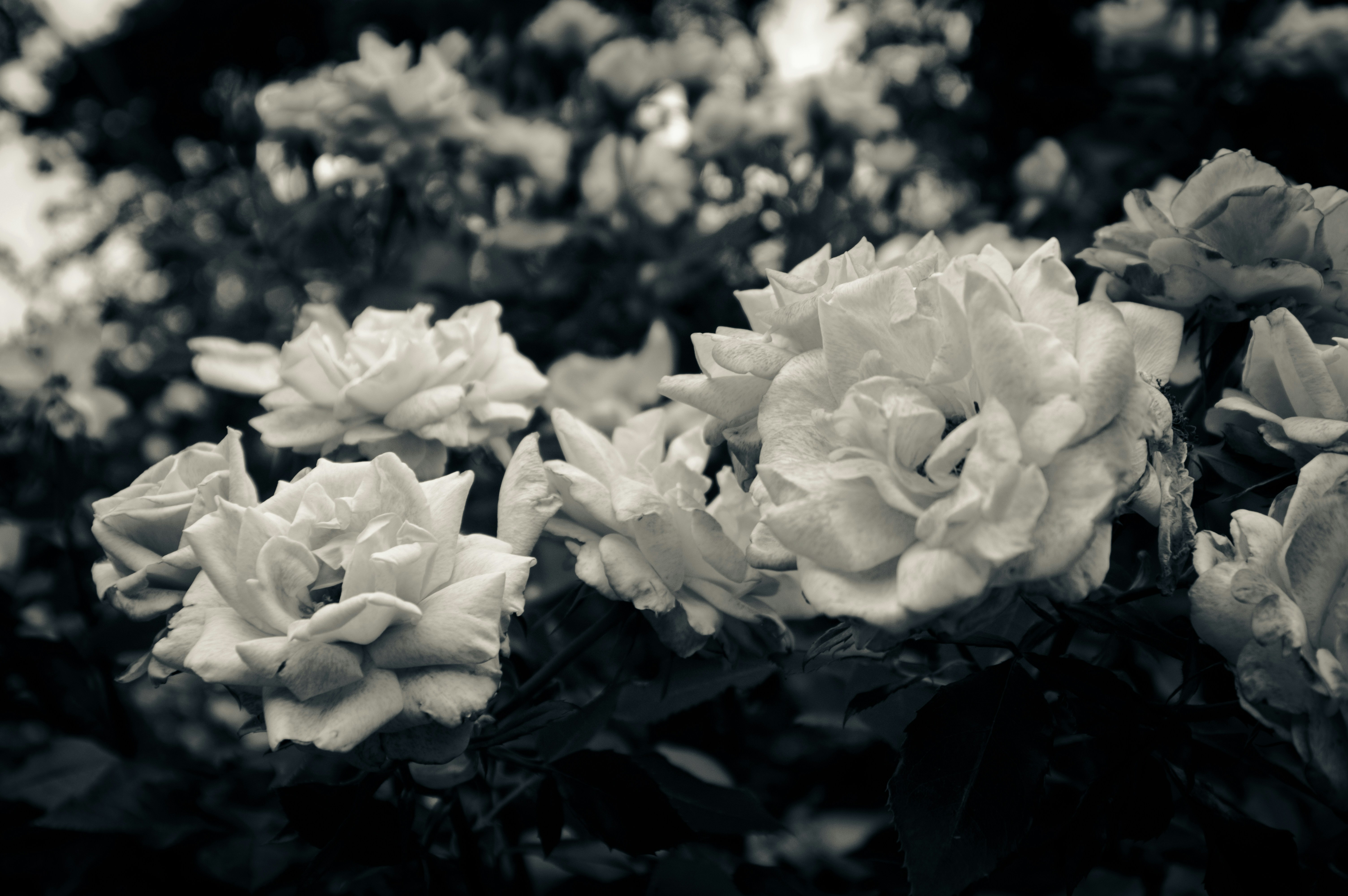 Photo by dheeraj_m