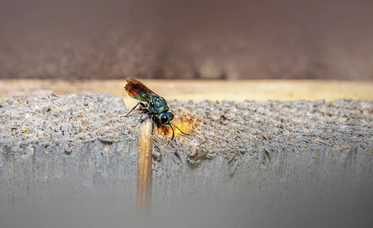 9 Steps to Automate Pest Control Crew Scheduling in 2026