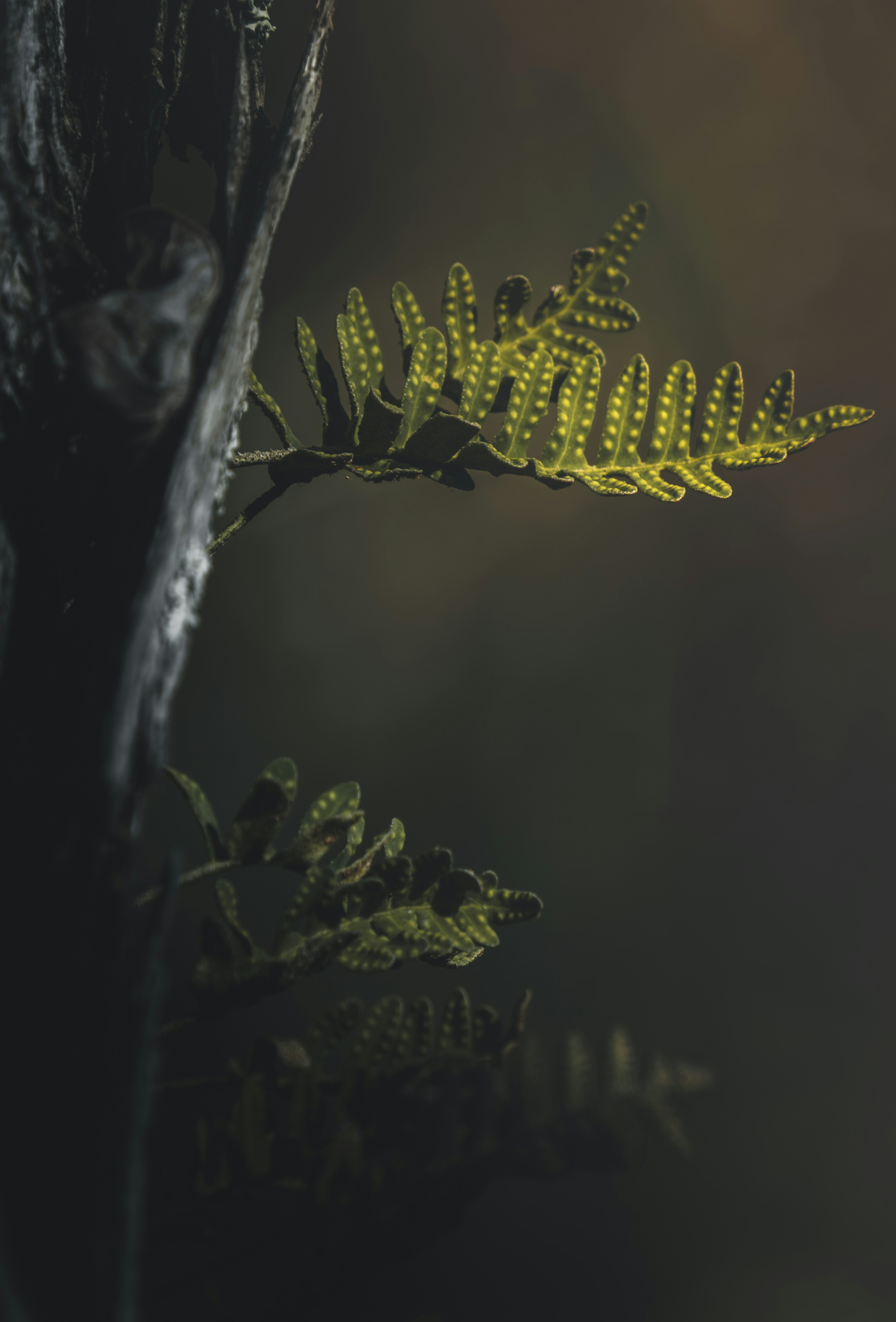 A plant with yellow leaves on a dark background
