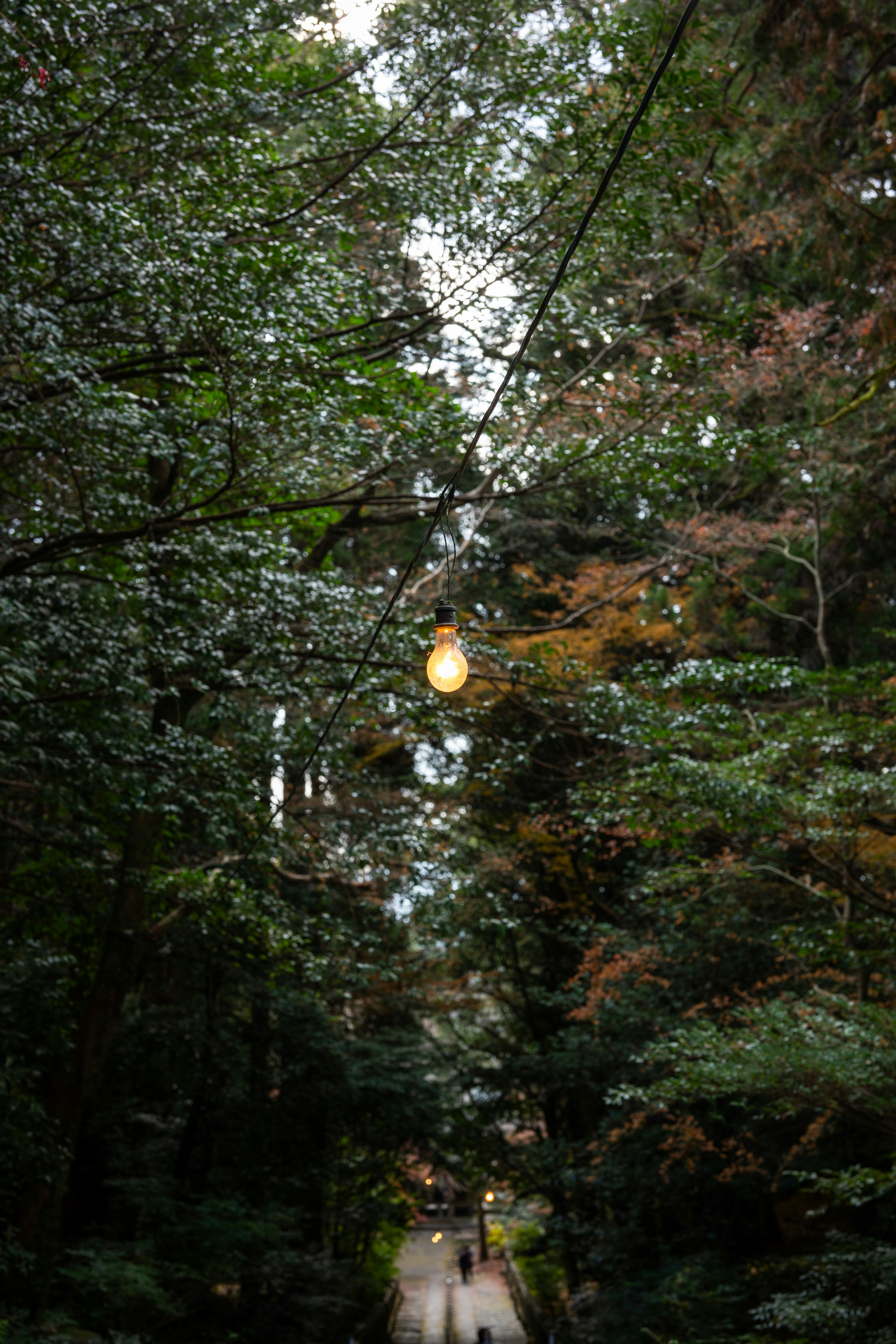 Forest Glamping in Rural Japan