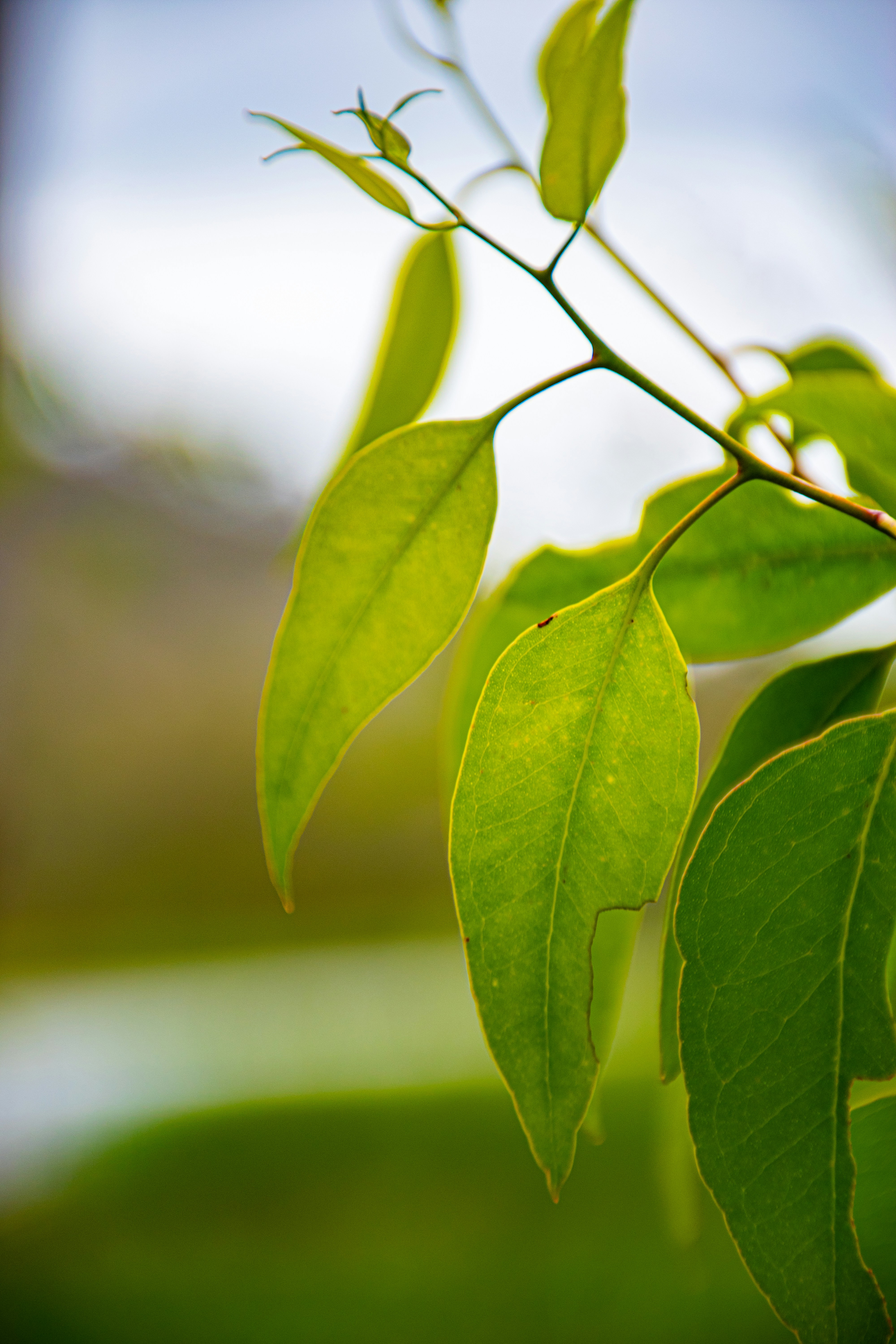 Photo by adam_skrinnikoff