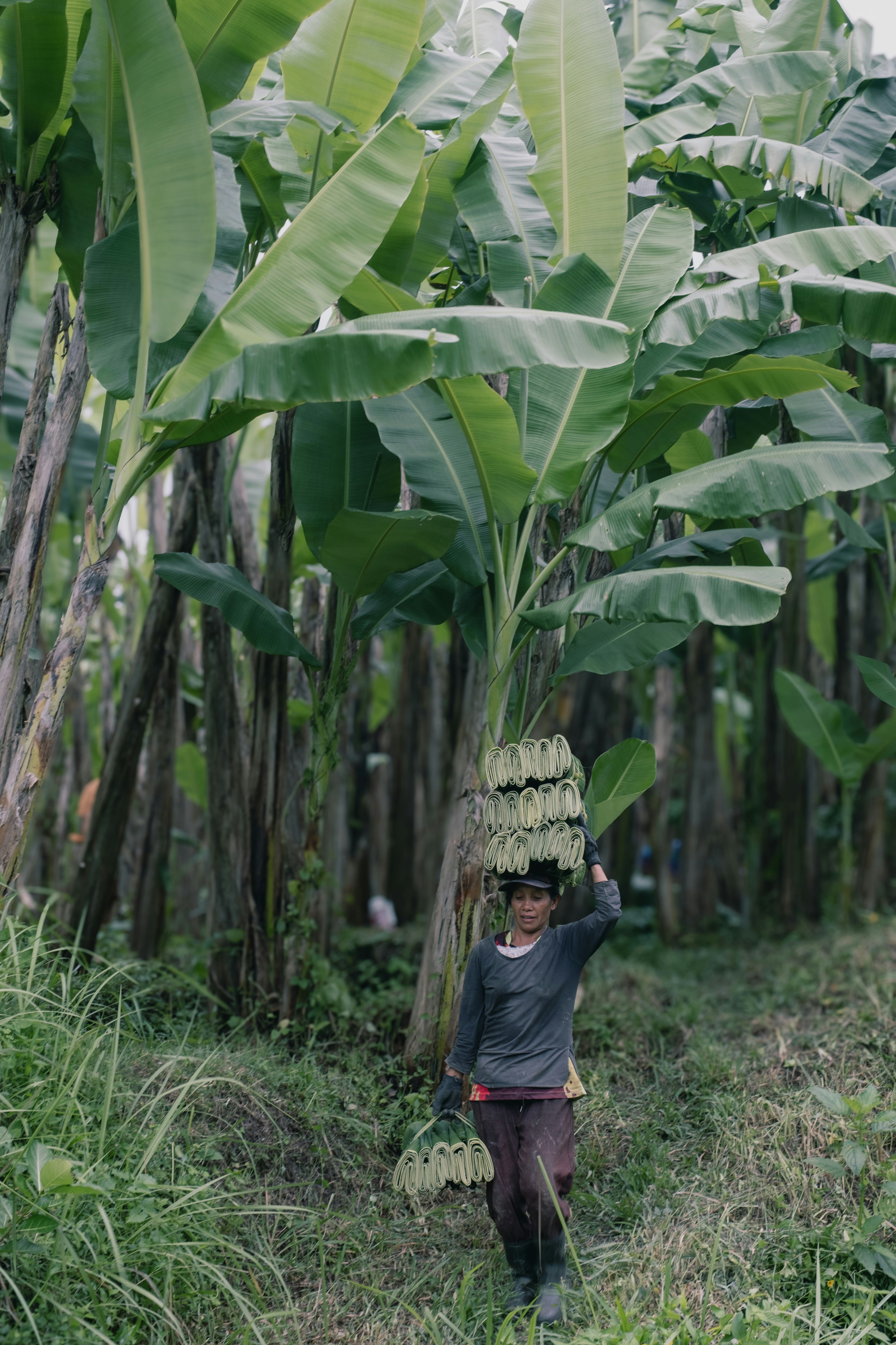 A woman carrying a bunch of bananas on her head