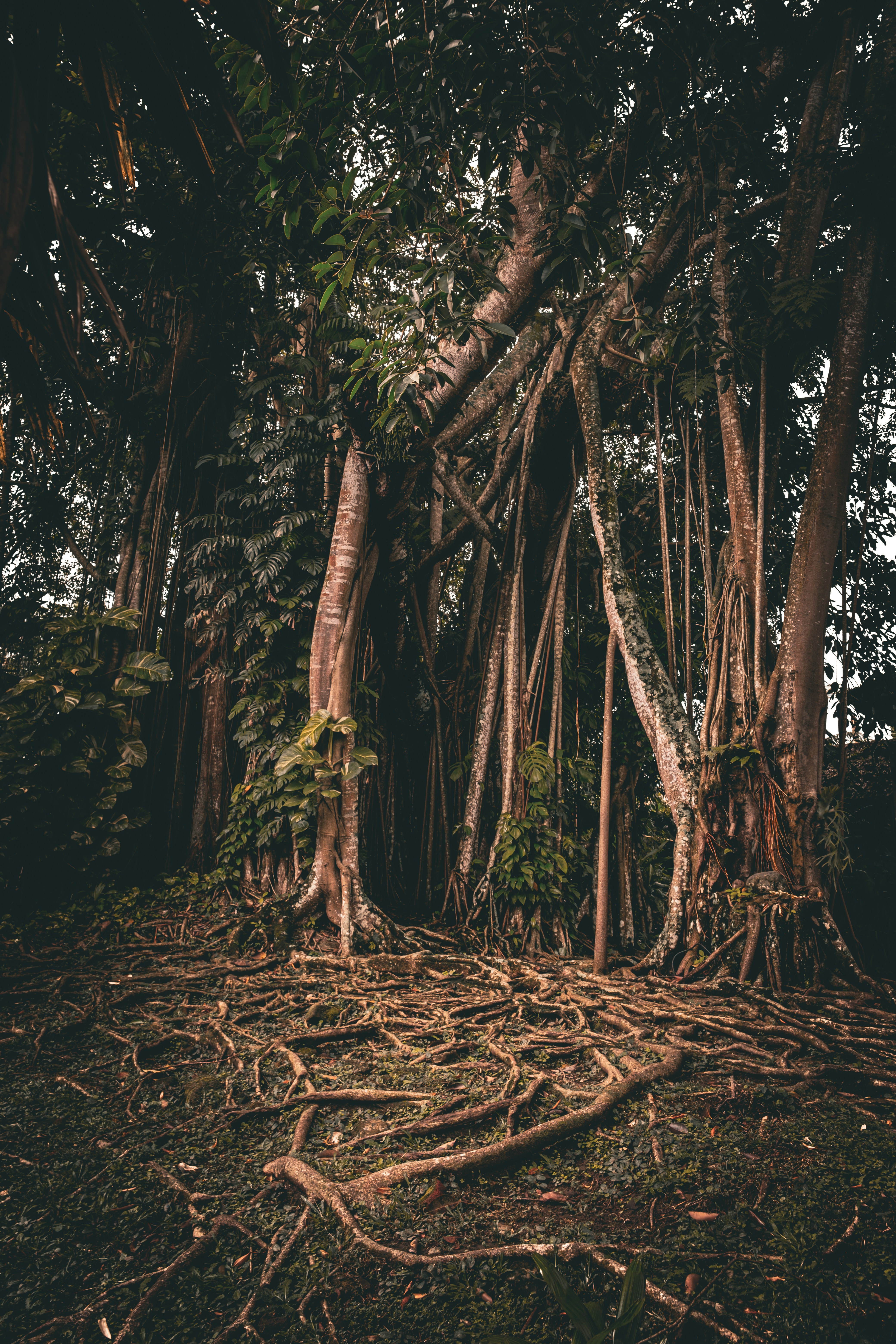 A group of trees that are standing in the dirt