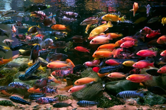 A large aquarium filled with lots of colorful fish
