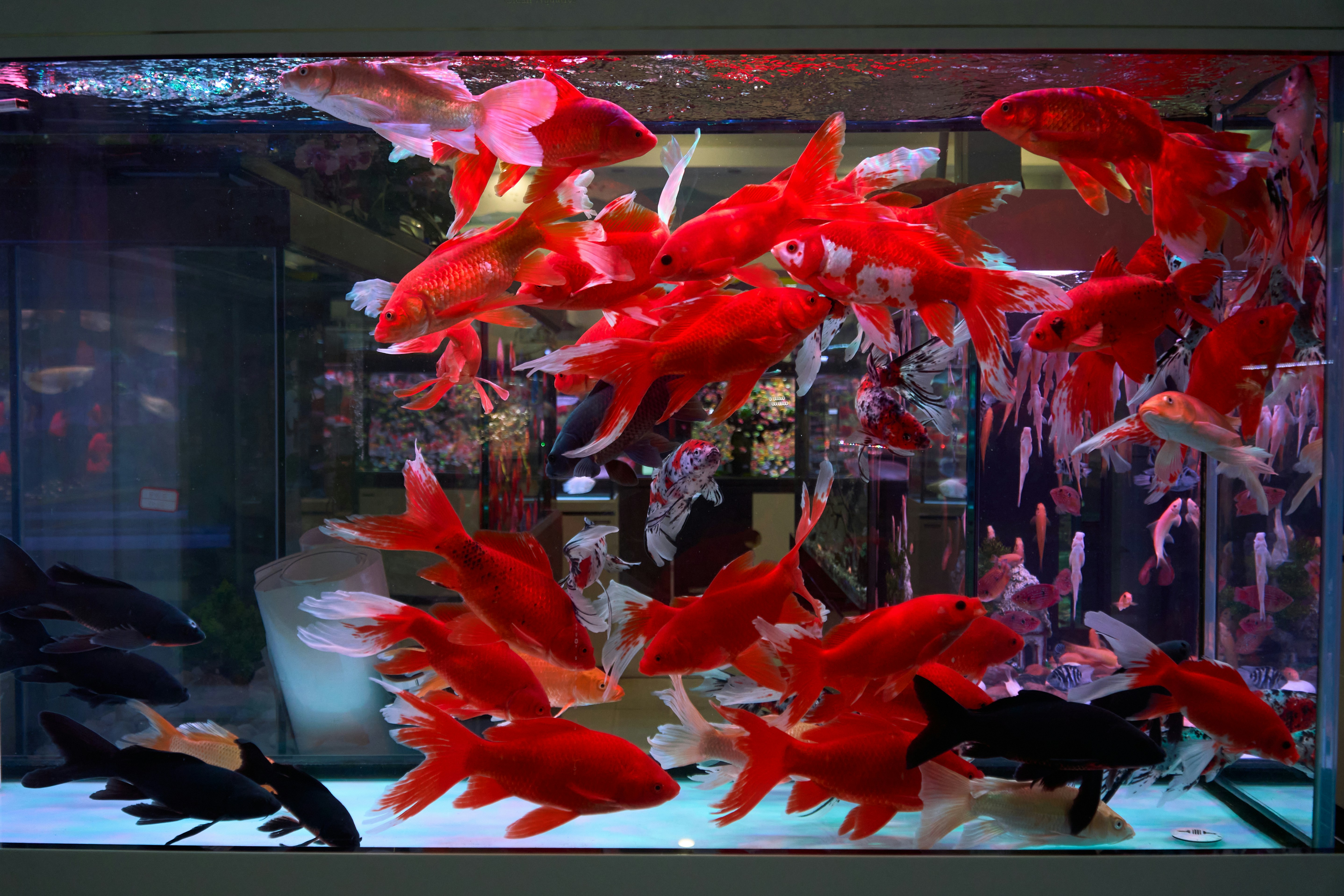 Dragon cave bar & aquarium