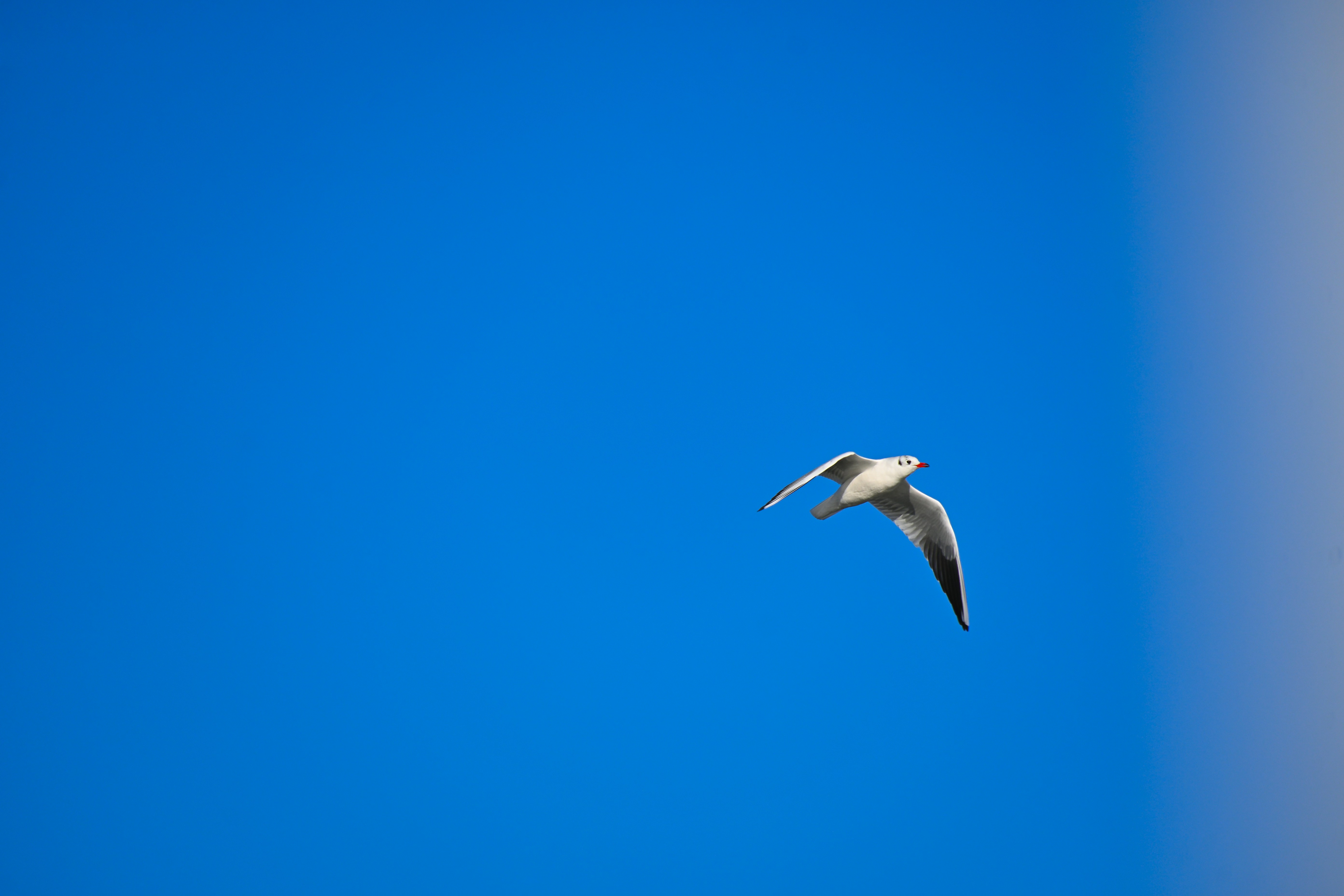 Photo by aminzabardast