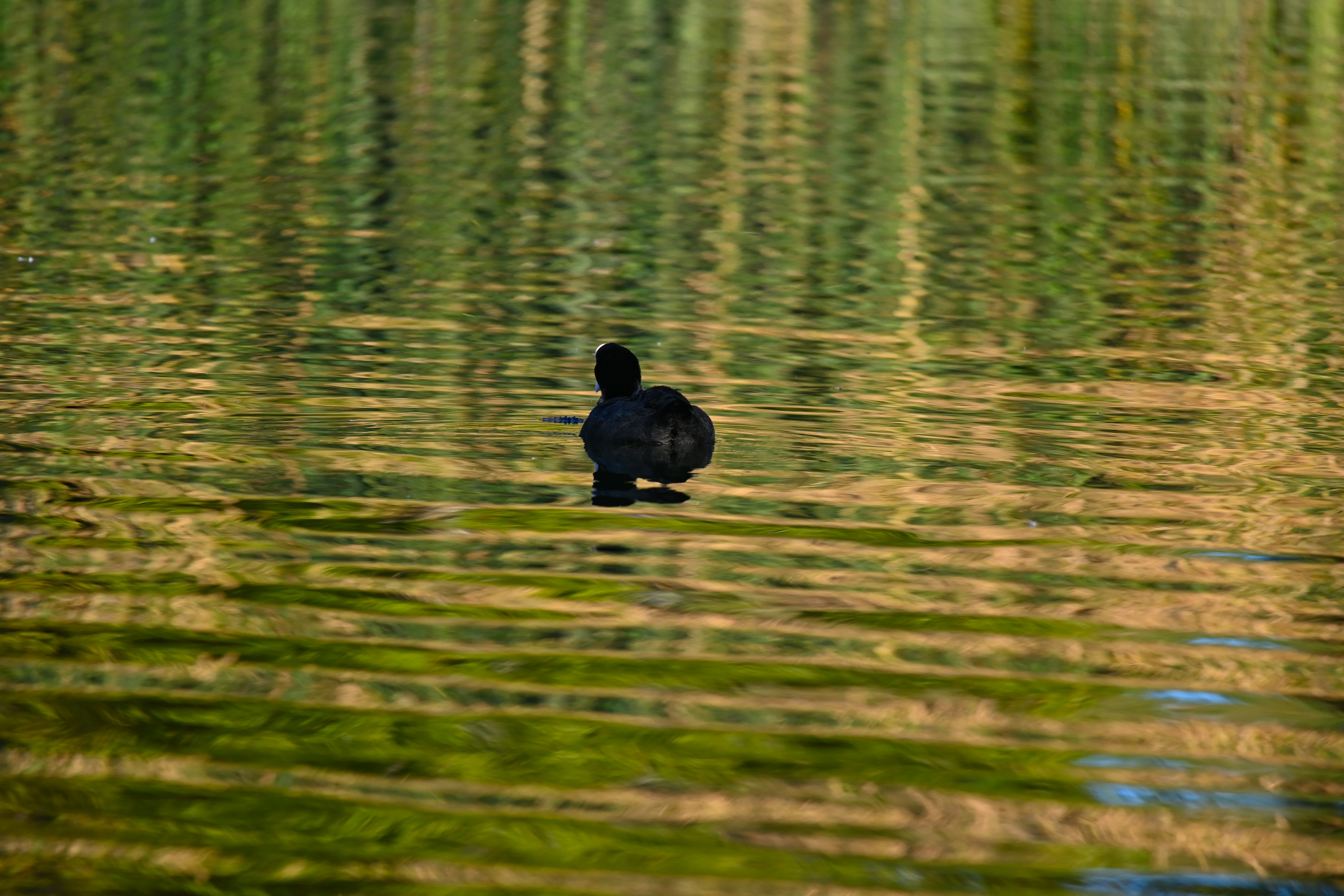 Photo by aminzabardast