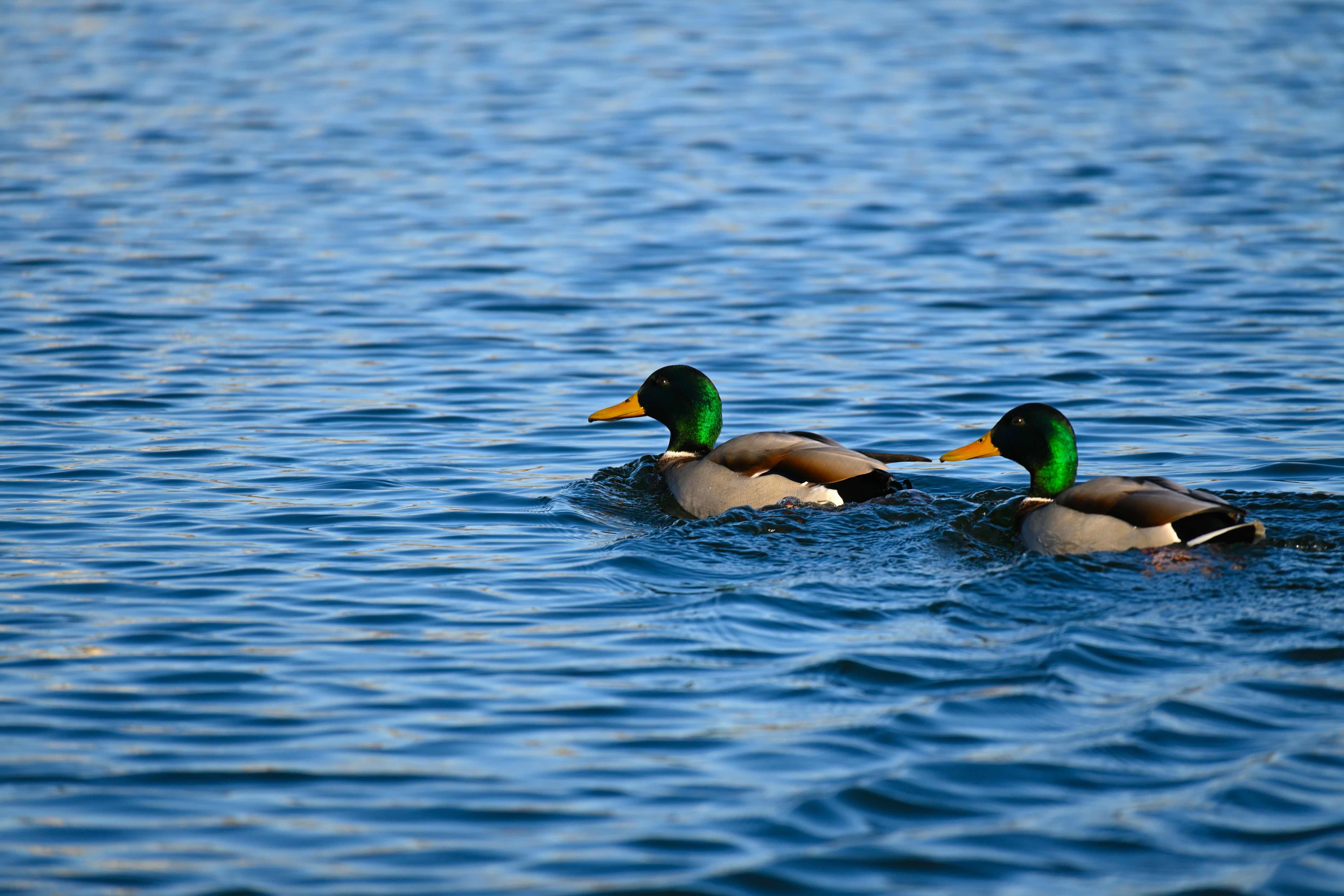 Photo by aminzabardast