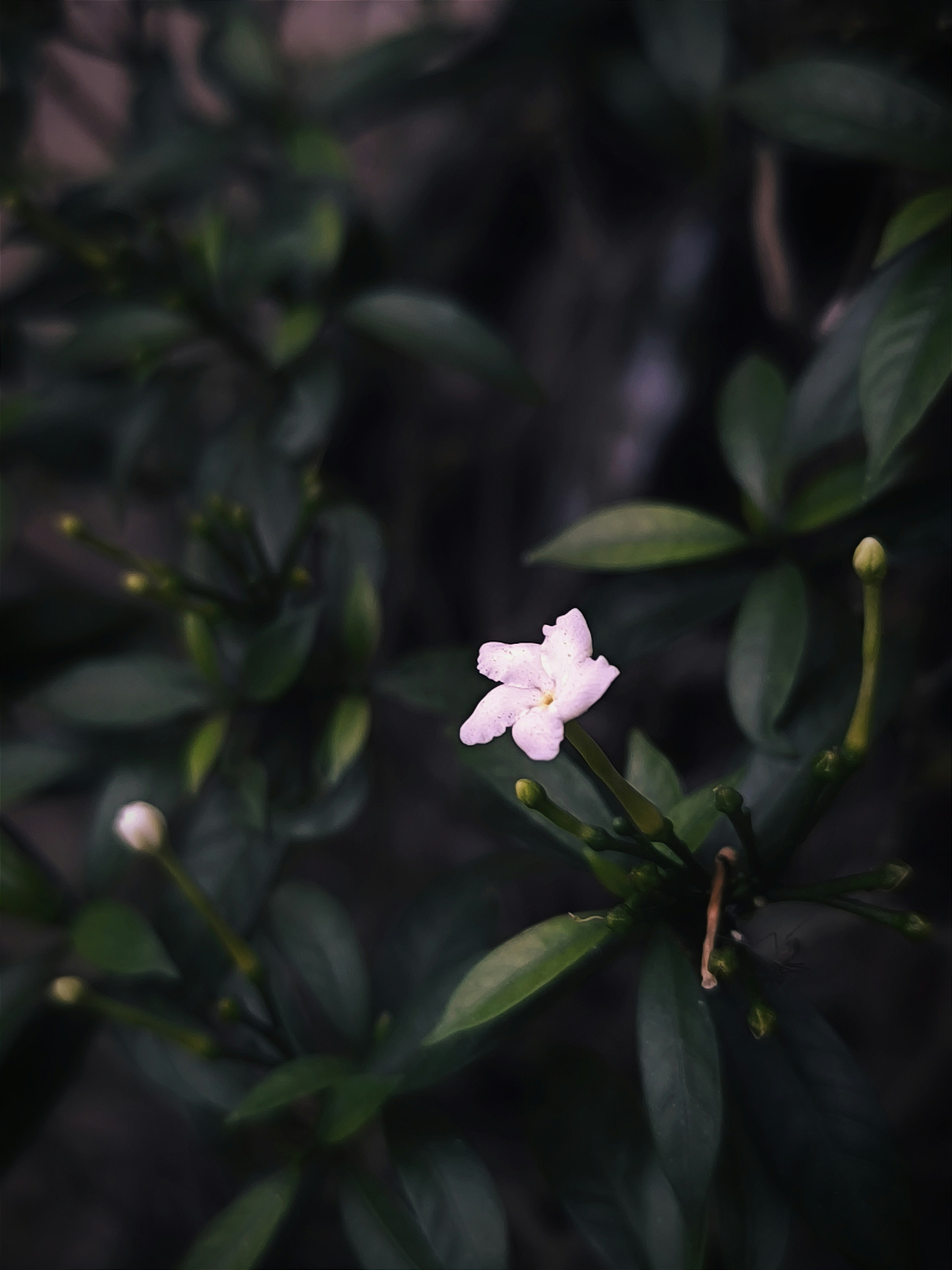 Photo by shadowshahriar