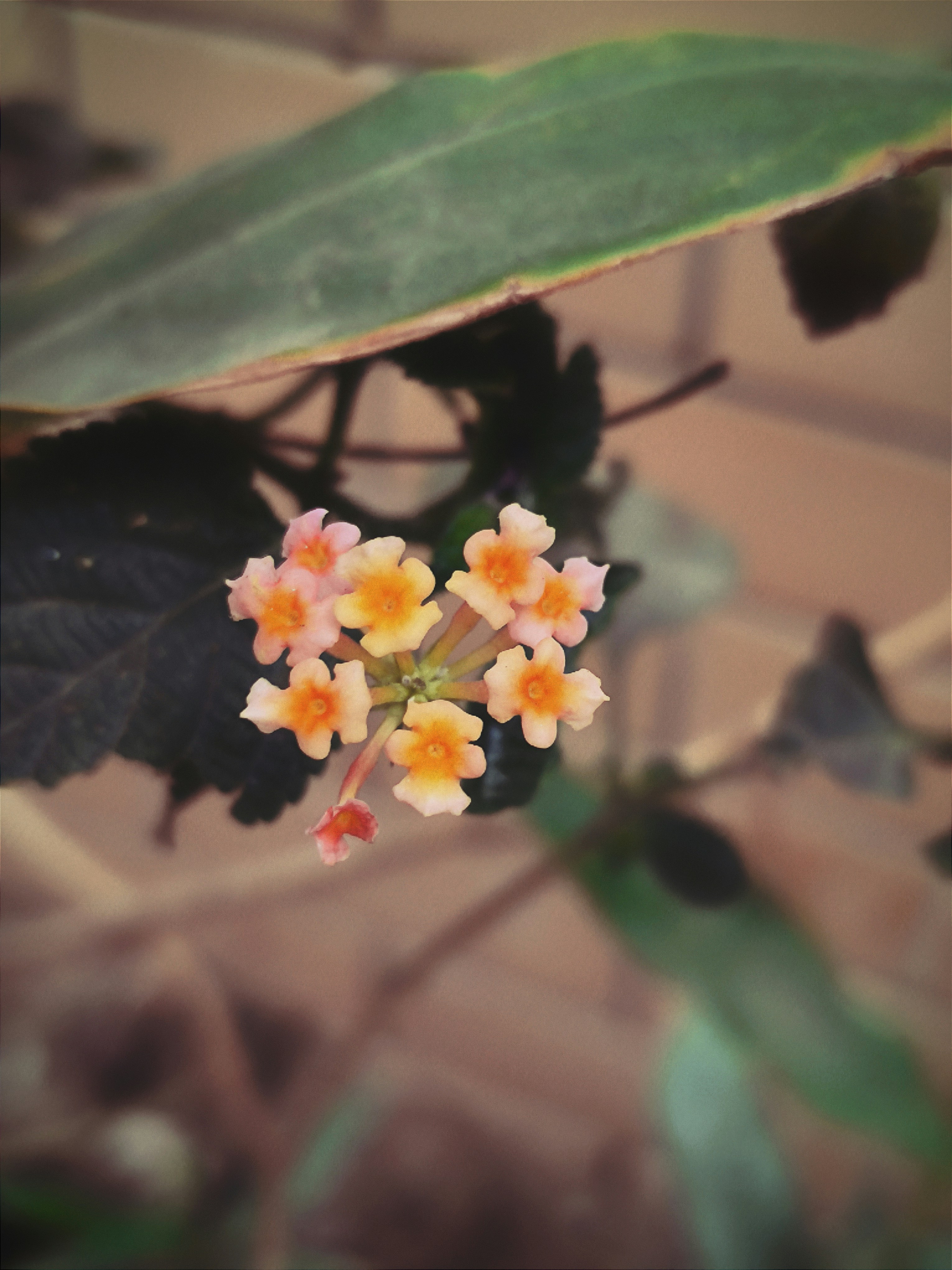 Photo by shadowshahriar
