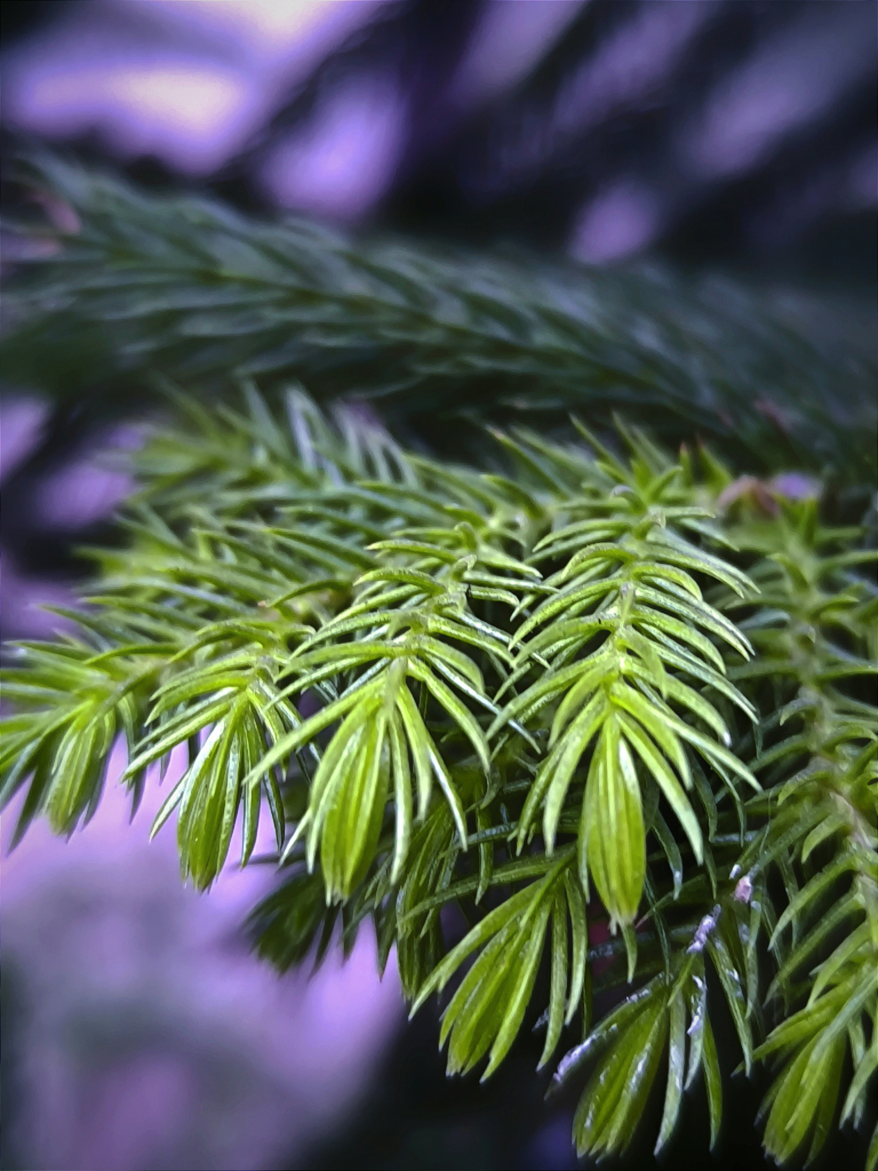 Photo by shadowshahriar