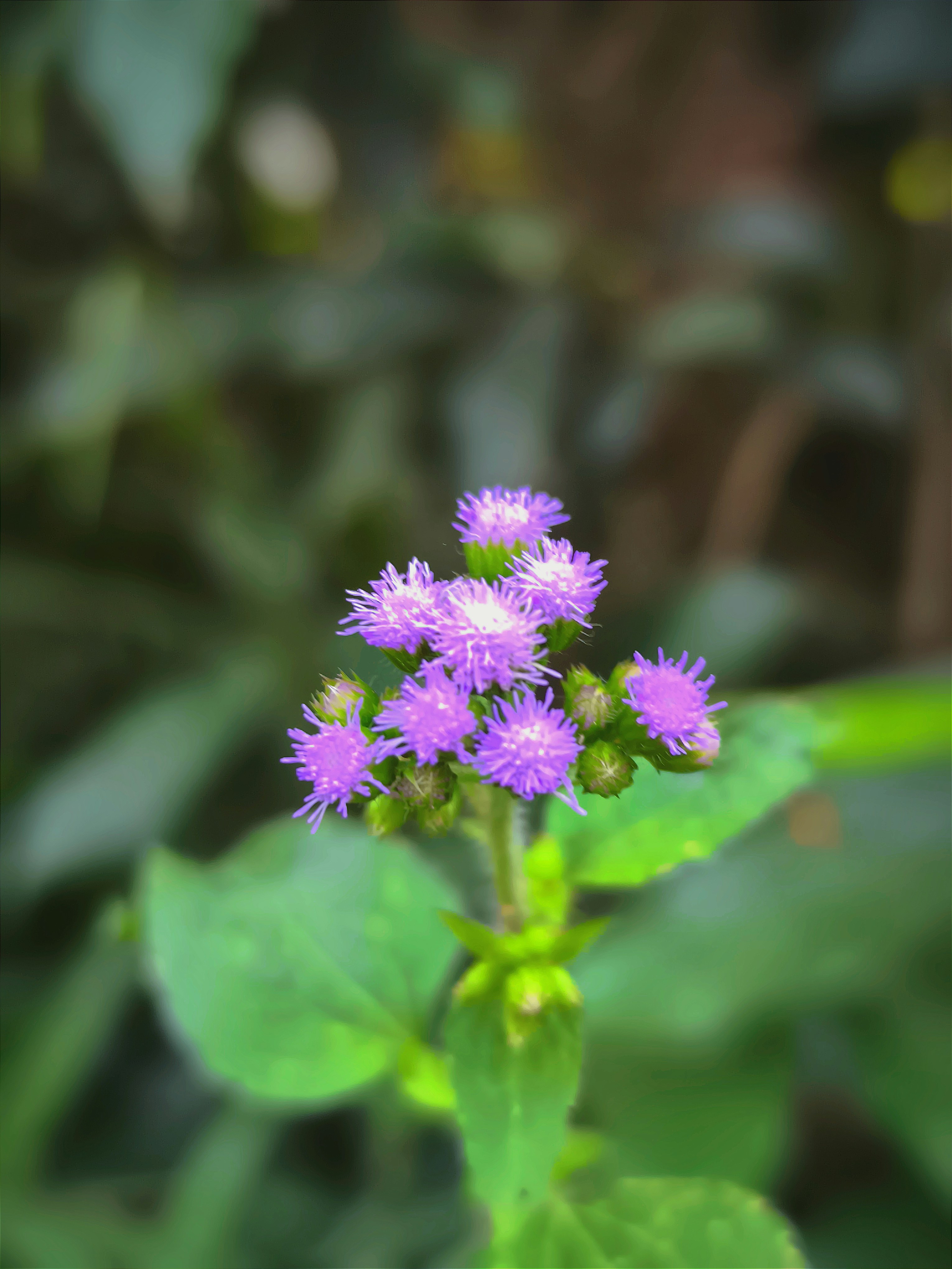 Photo by shadowshahriar