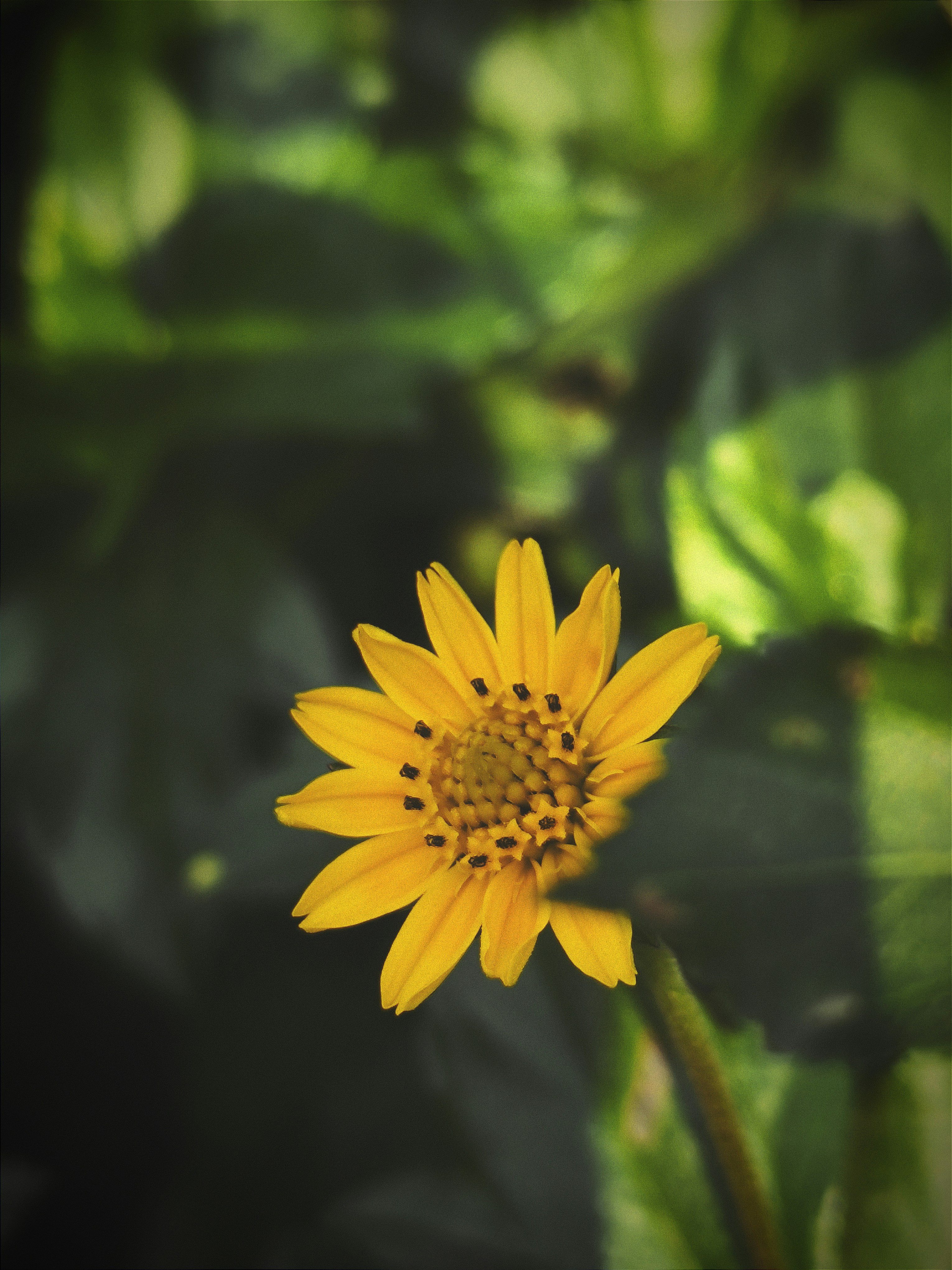 Photo by shadowshahriar